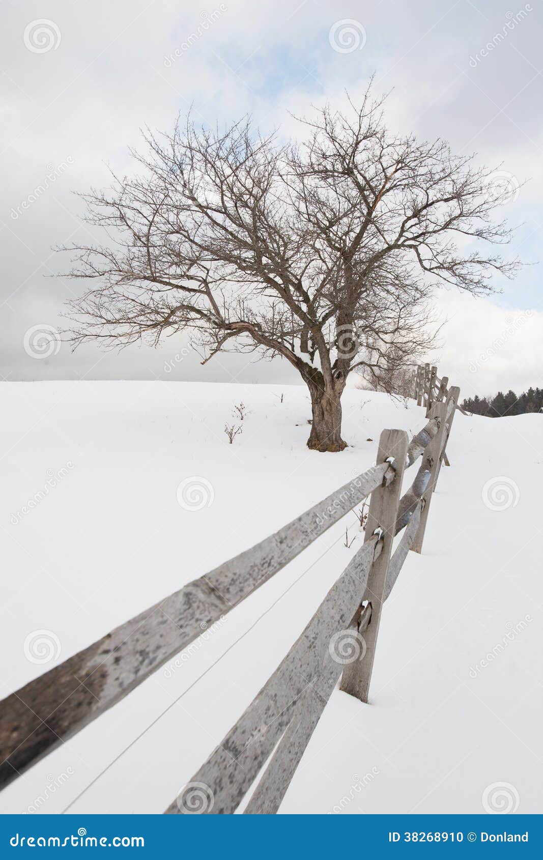 Lone Tree In The Snow In Upstate New York Background, Winter