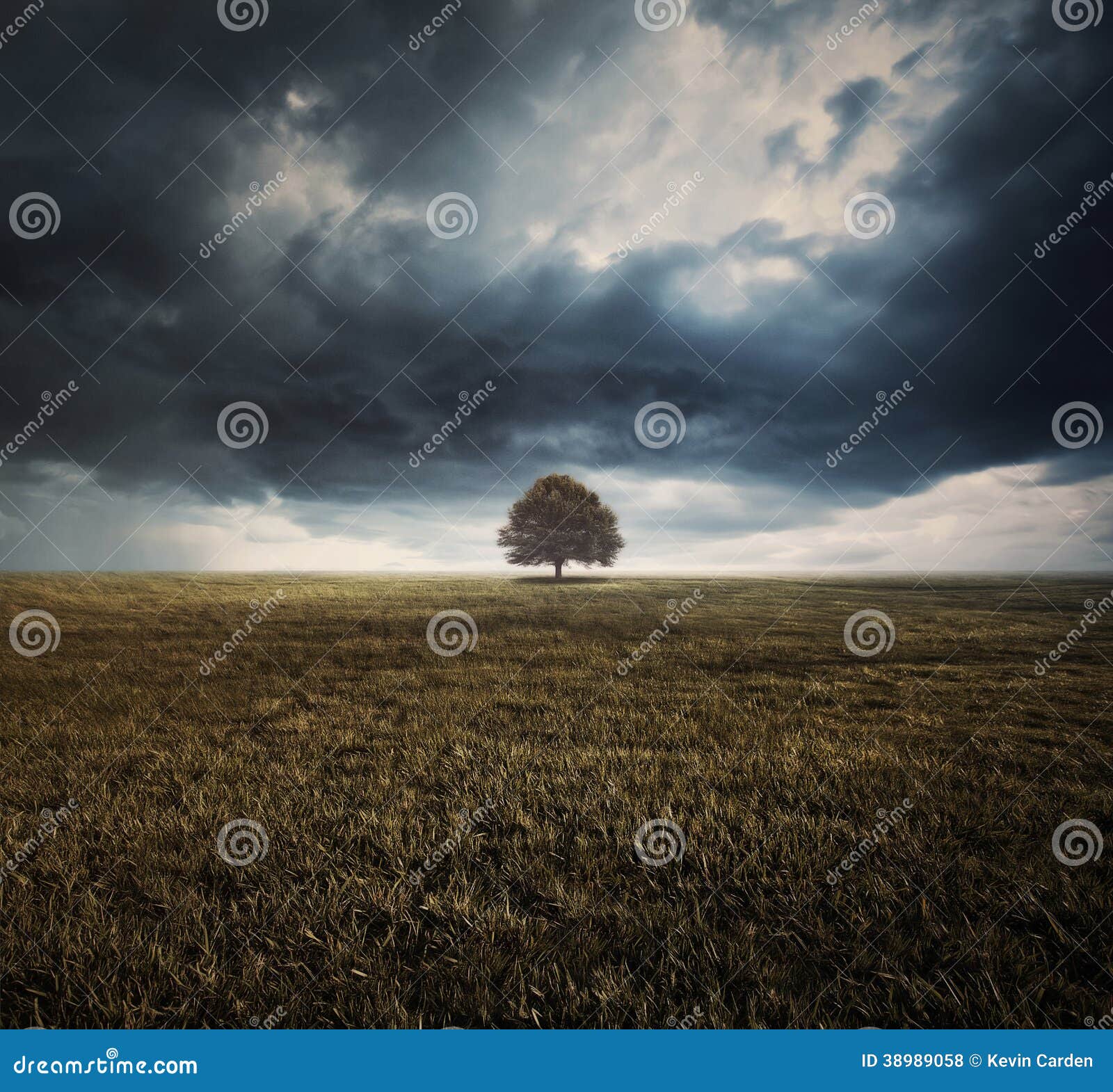 single tree and storm clouds