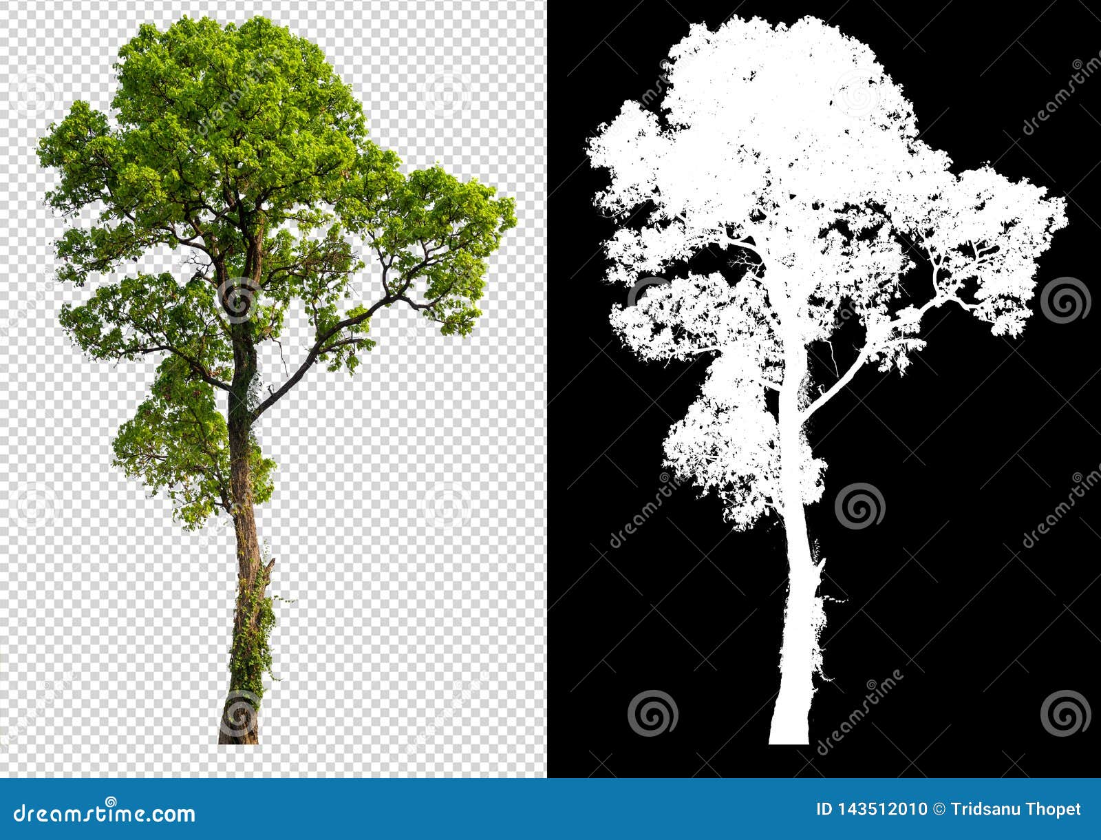 single tree on transparent picture background with clipping path, single tree with clipping path and alpha channel on black