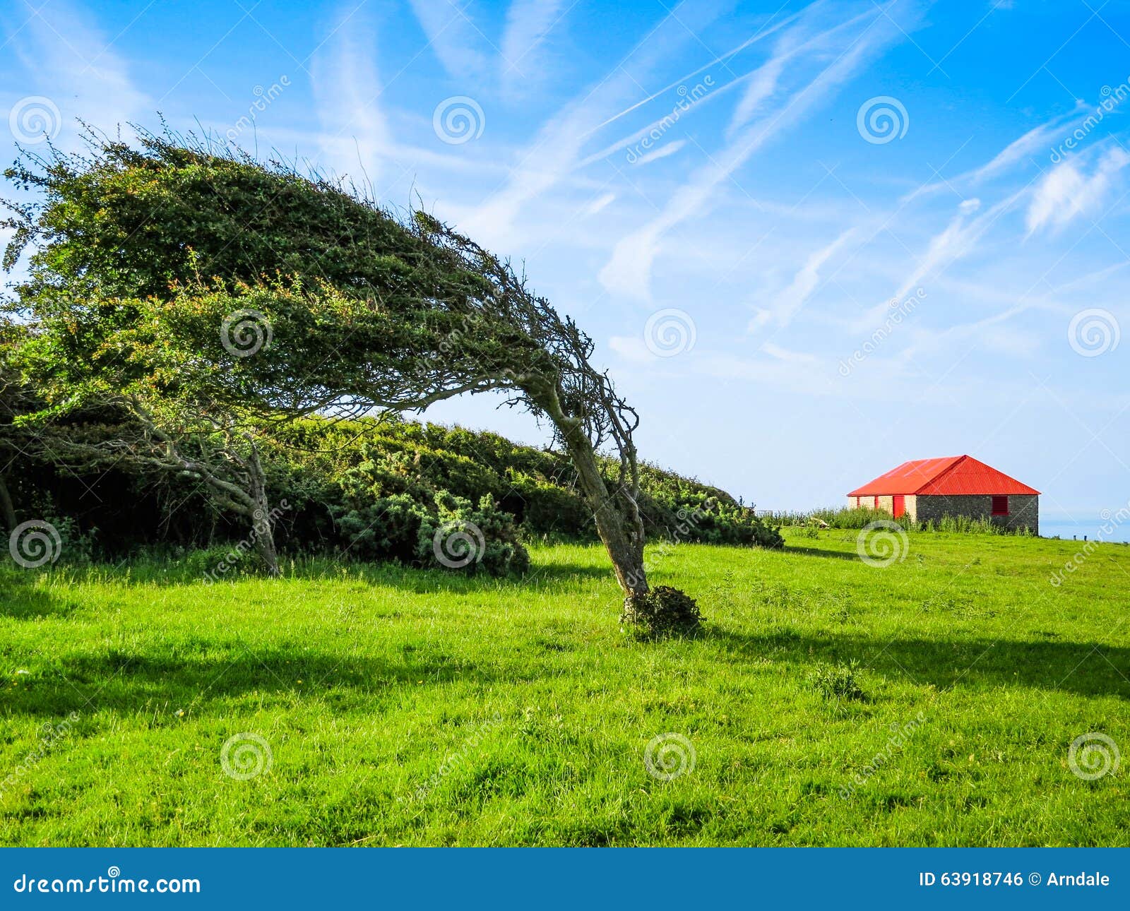 single tree in windy day