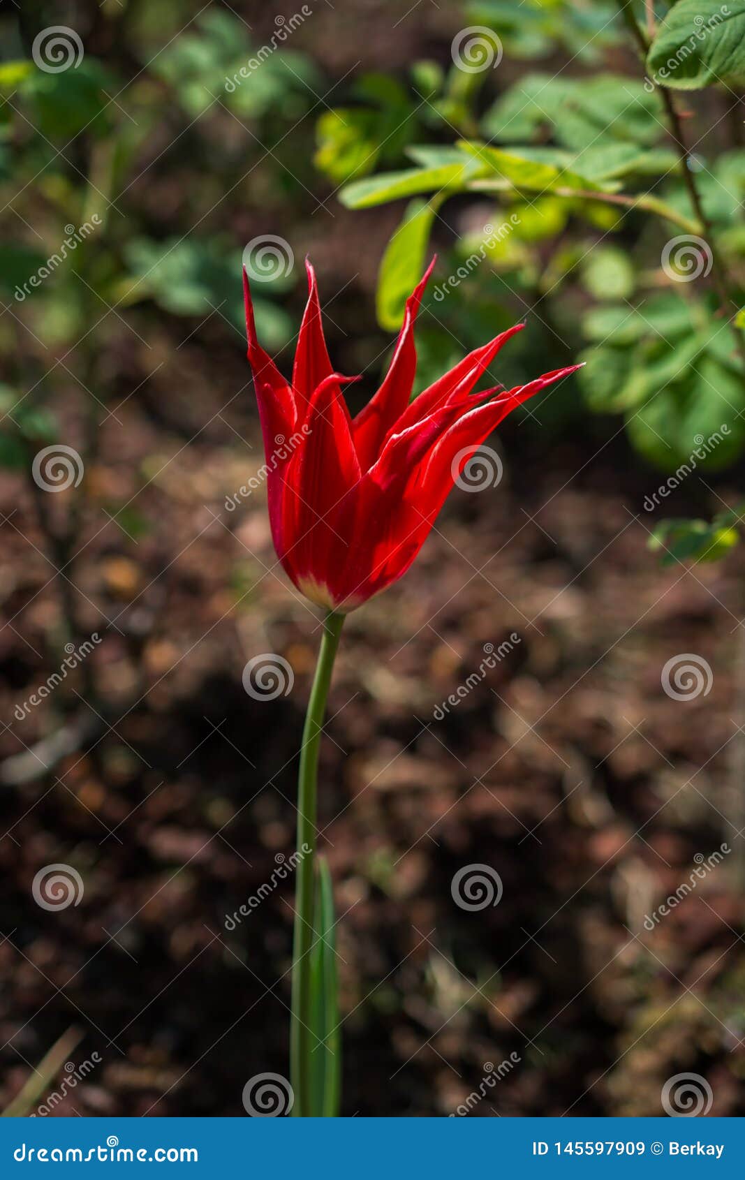 Single Tulip Flower in Spring Season Stock Image Image of freshness