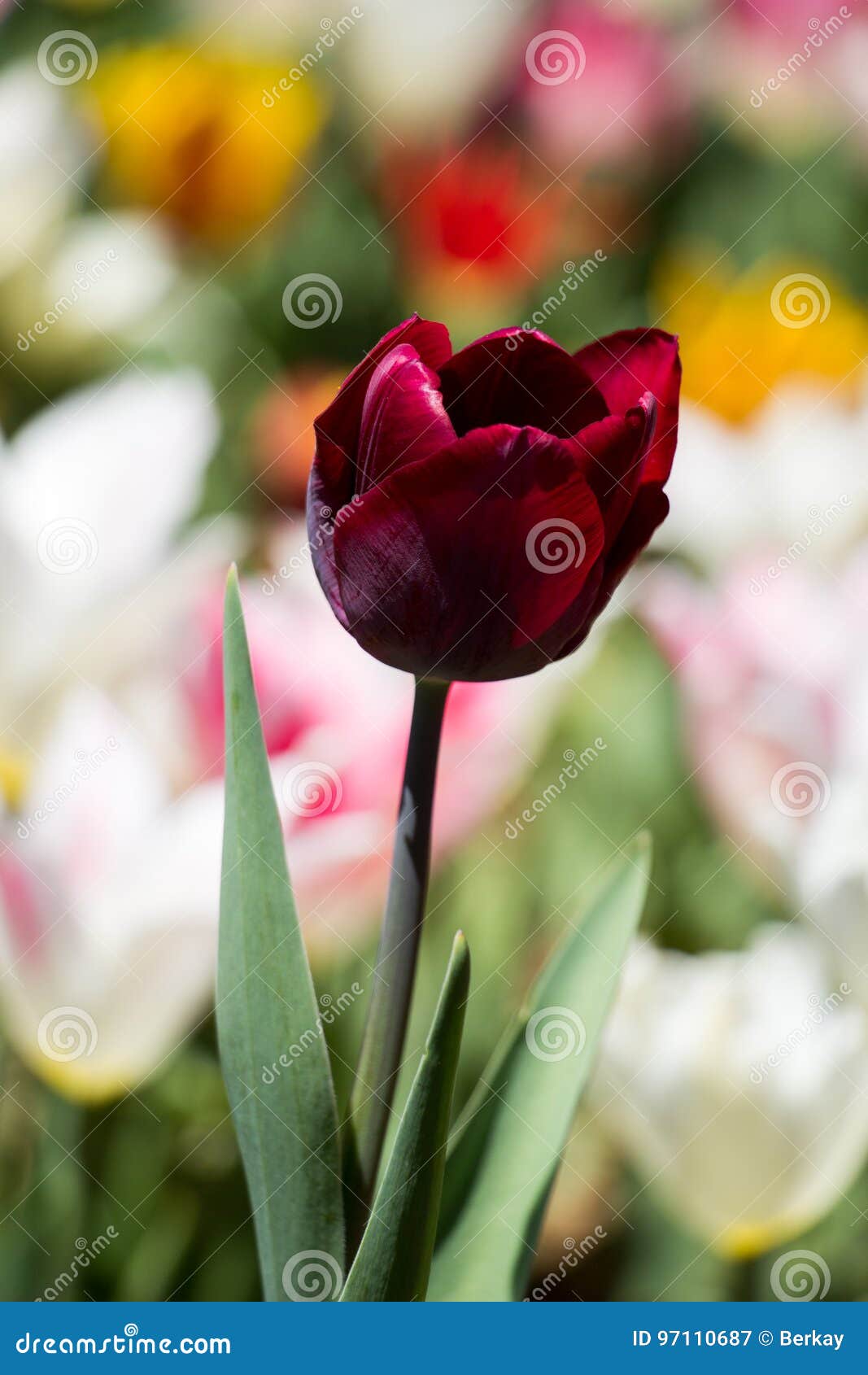 Single Tulip Flower in Spring Season Stock Image Image of leaf