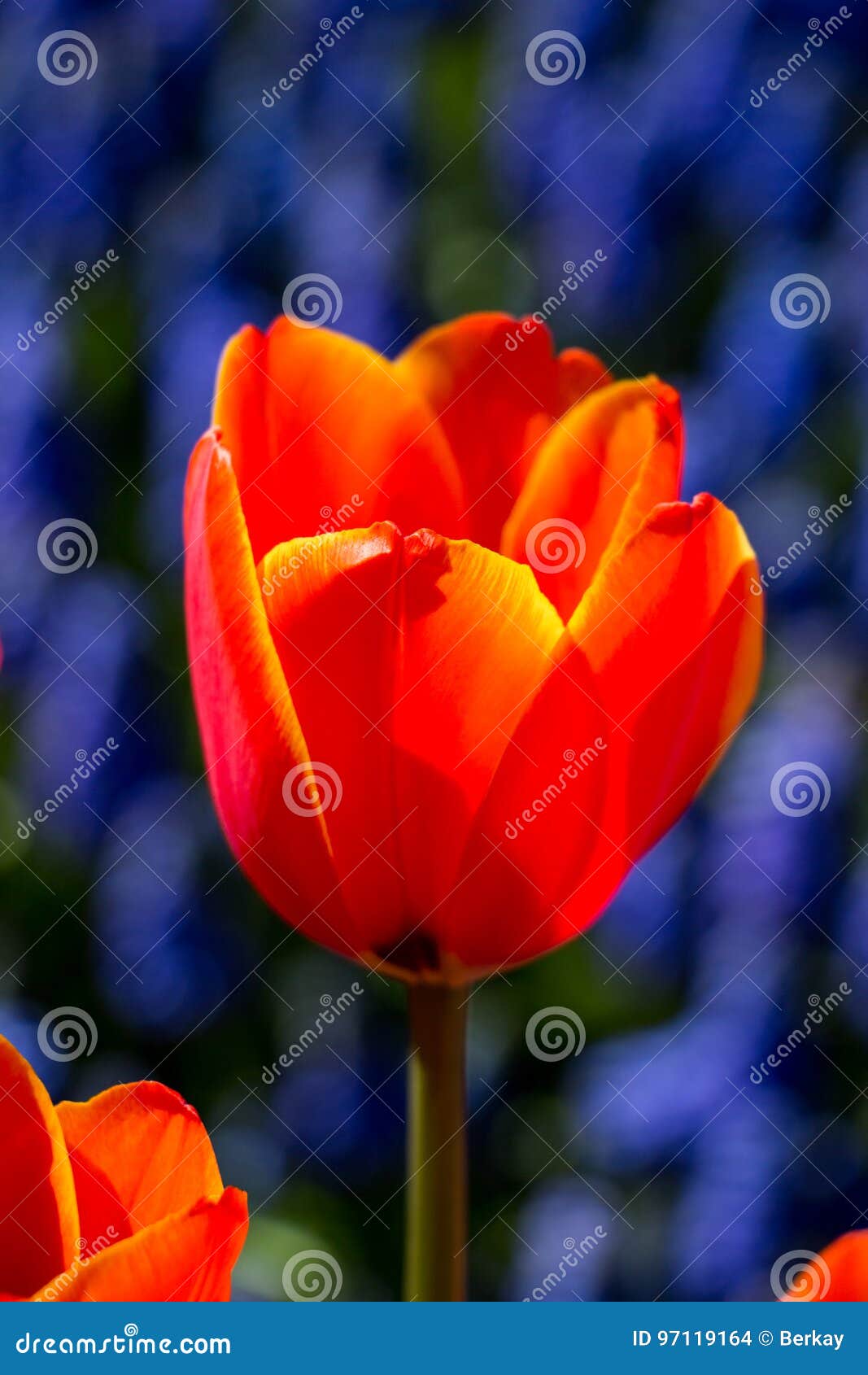 Single Tulip Flower in Spring Season Stock Photo Image of field