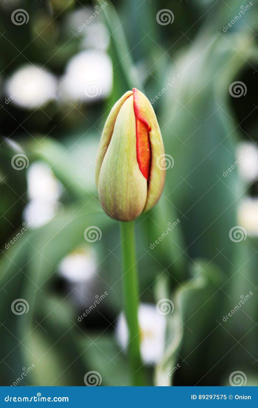 Single tulip stock image. Image of item, colorful, park - 89297575