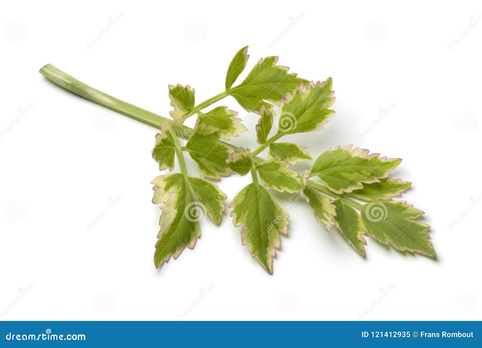 Single Twig Of Fresh Raw Japanese Parsley Stock Image Image Of Eating Pennywort Single Twig Of Fresh Raw Japanese Parsley Stock Image Image Of Eating Pennywort