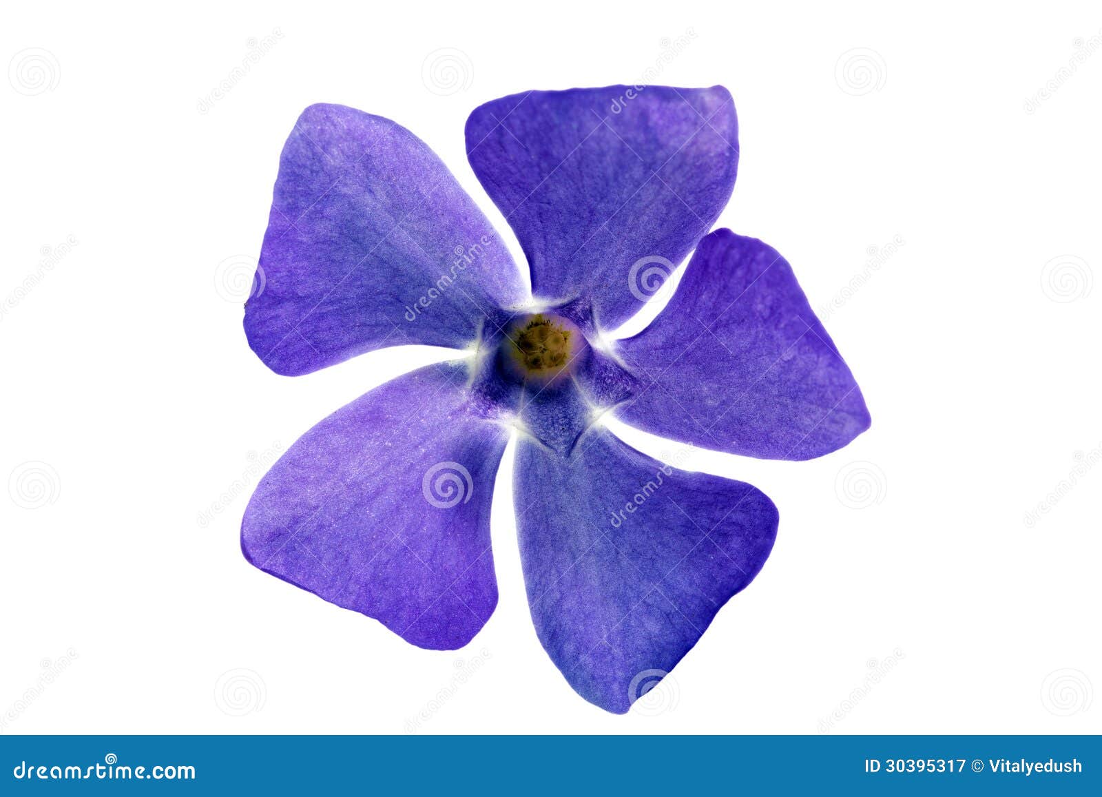 Single Violet Flower.Closeup on White Background. Isolated . Stock ...