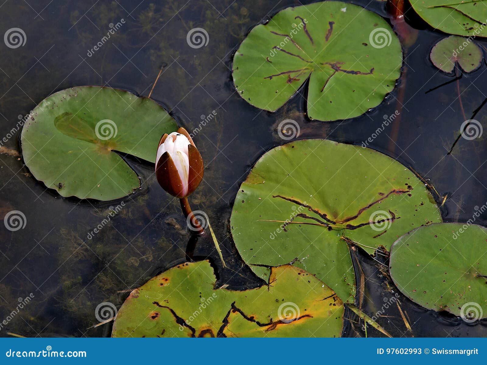 Single Water Lily Opening Up Stock Image Image of aquatic, botany