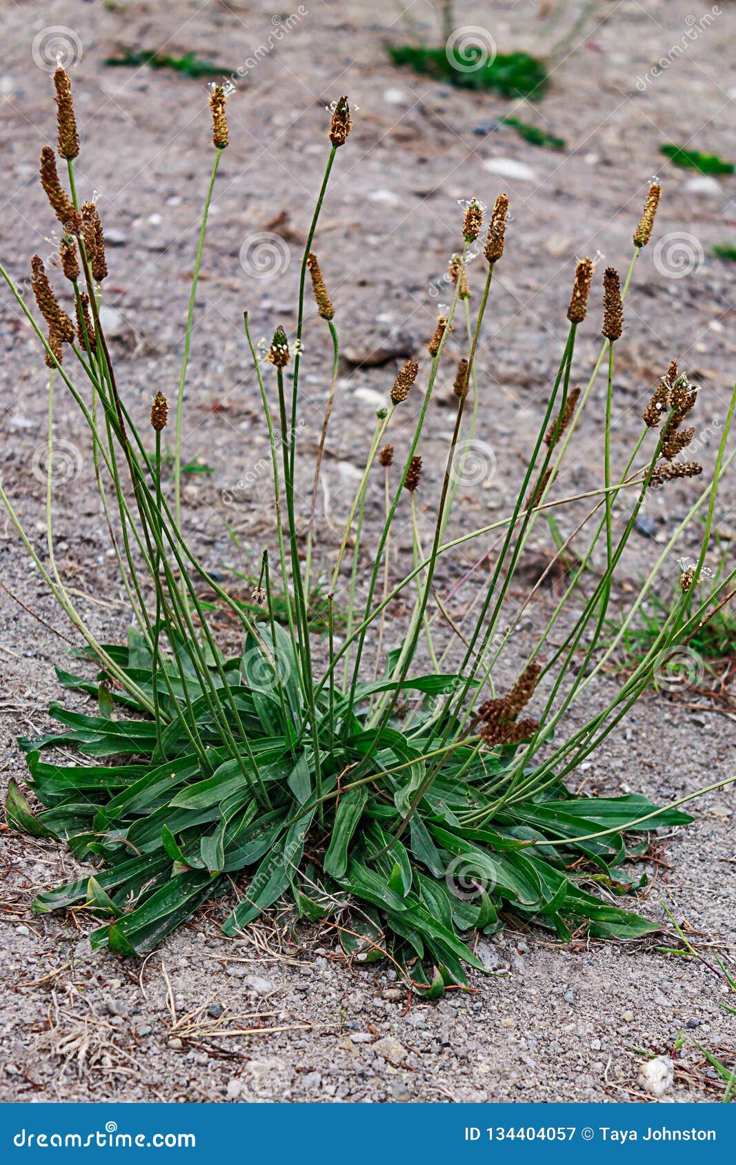 A Single Weed Growing in a Dirt Patch Stock Image Image of