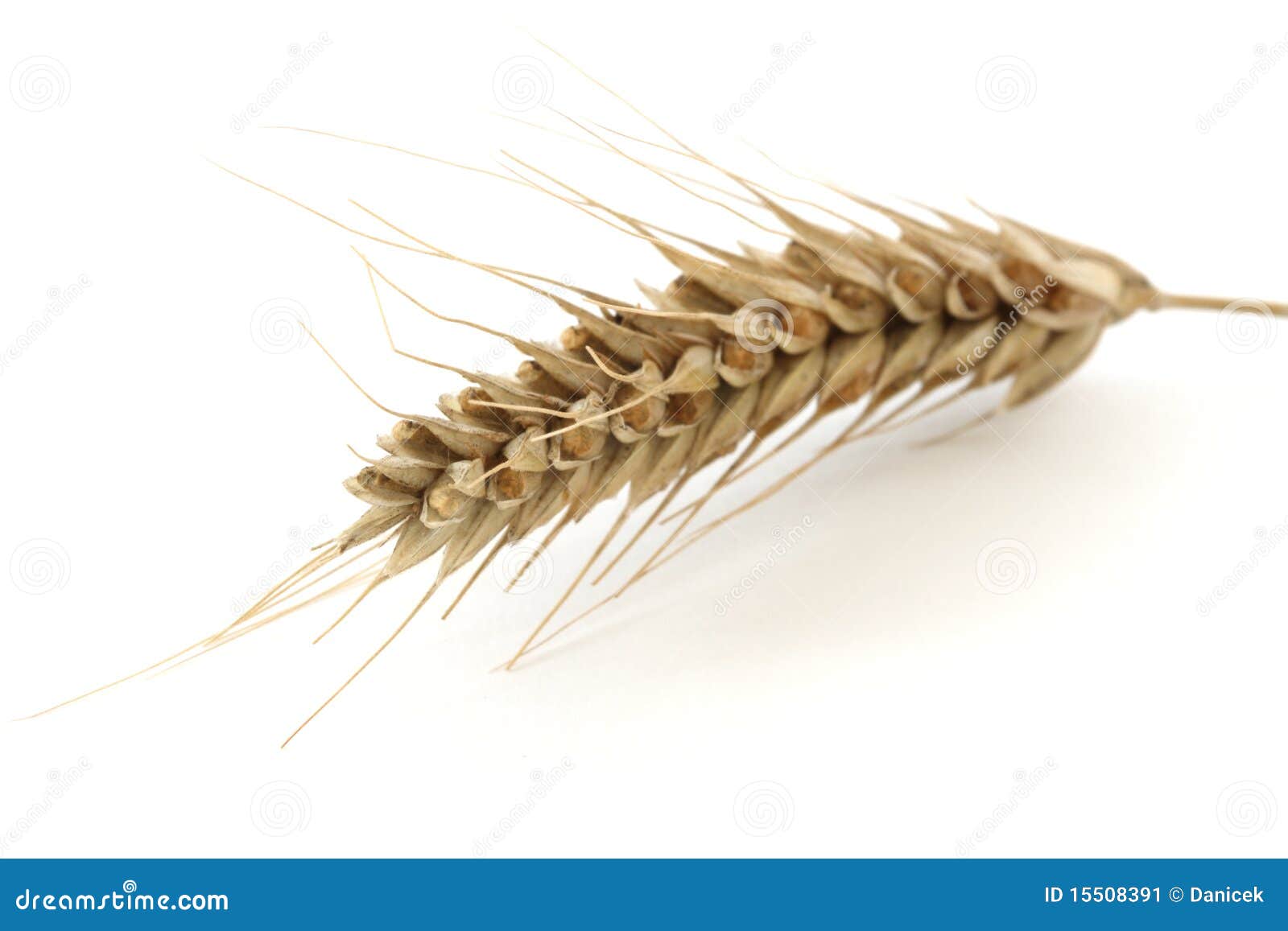 corn spike definition corn spike definition