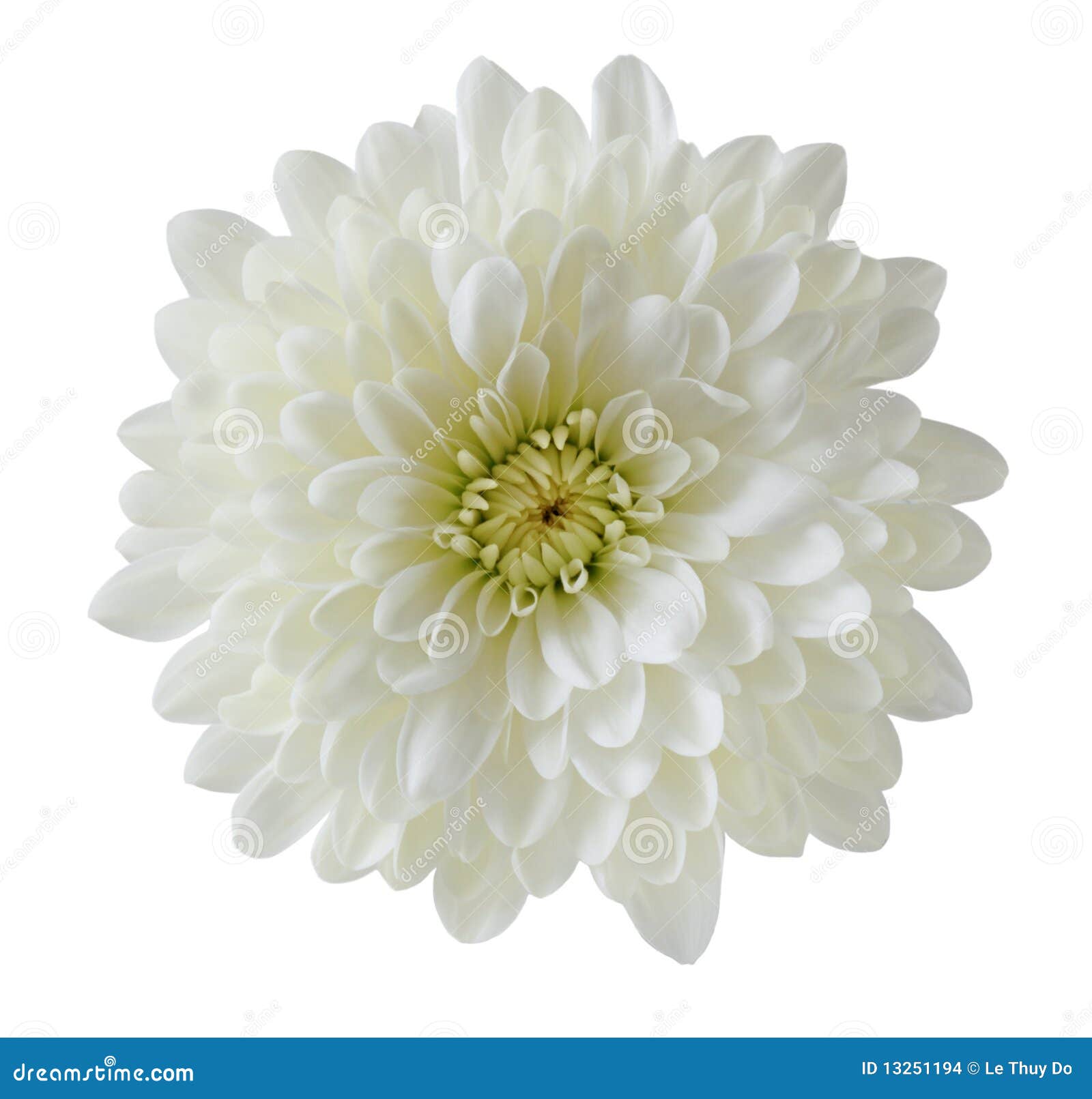 single white chrysanthemum
