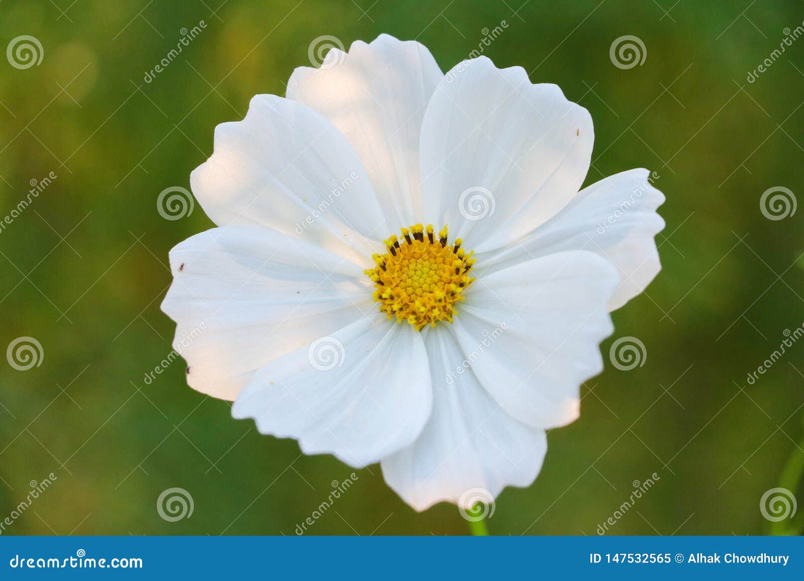 Single White Flower On Green Background Color White And Green Stock