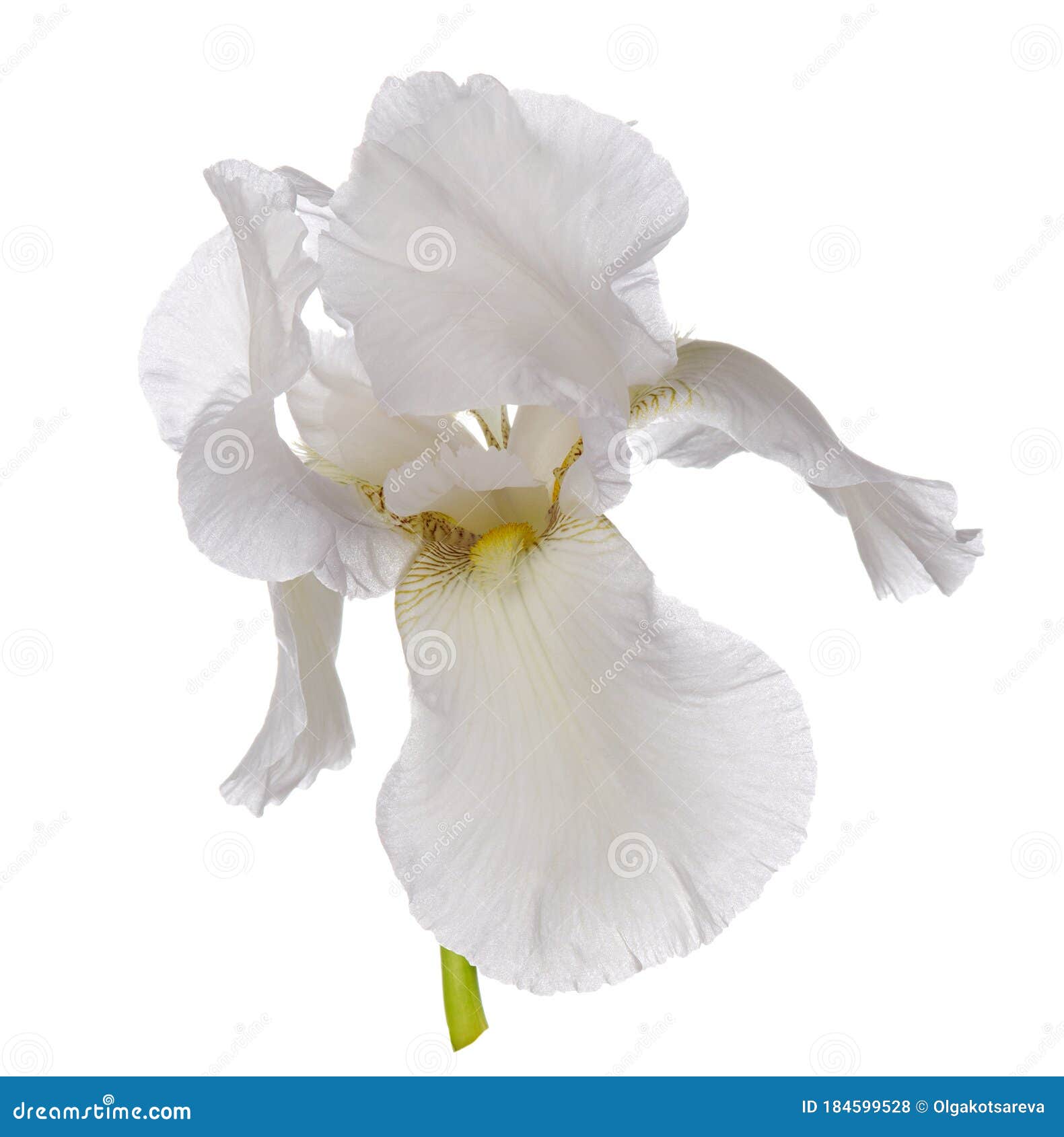 Single White Iris Flower Head Isolated on White Background Stock ...
