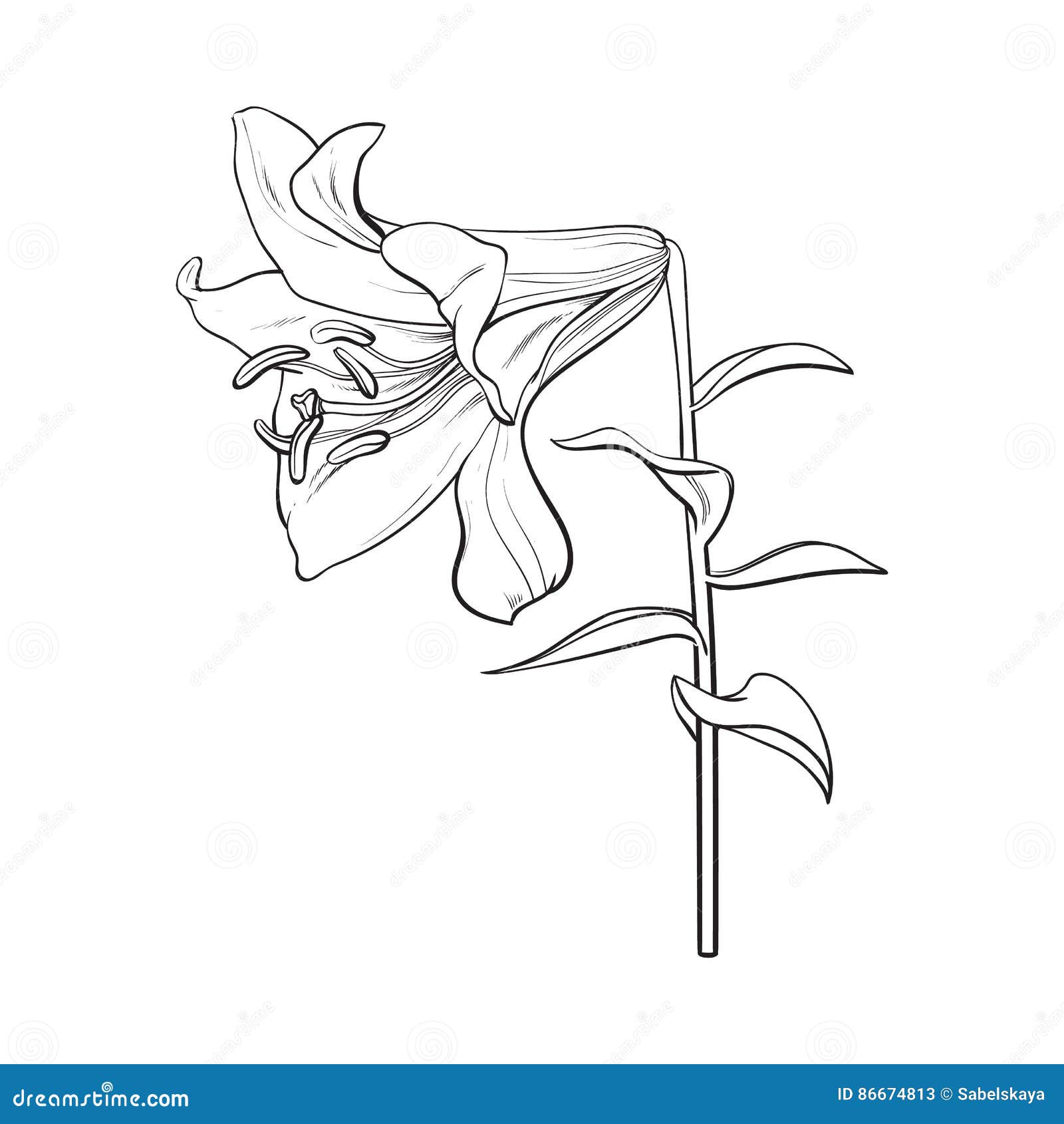 200+ Tiger Lily Flower Drawing Stock Illustrations, Royalty-Free Vector  Graphics & Clip Art - iStock