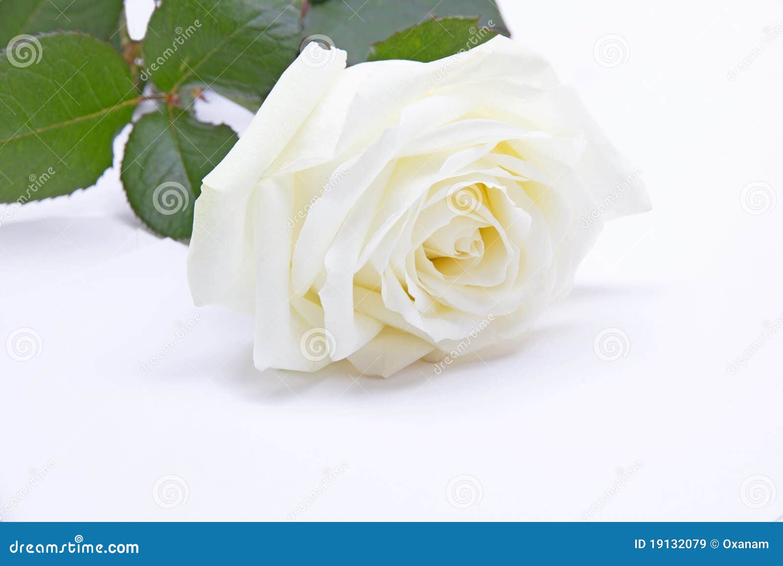 Single white rose stock image. Image of love, bright - 19132079