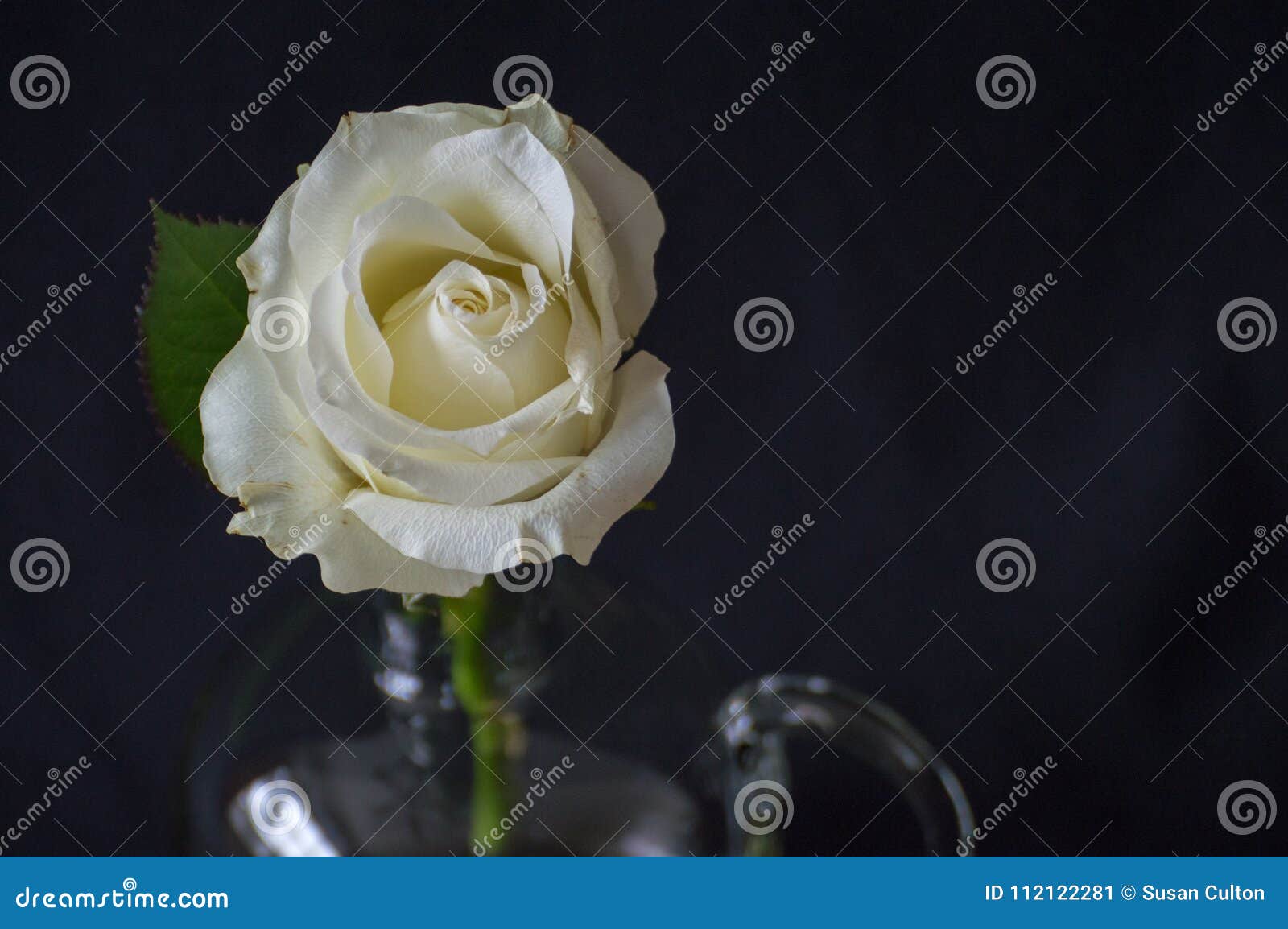 Single White Rose Bud in Glass Vase Stock Image Image of white