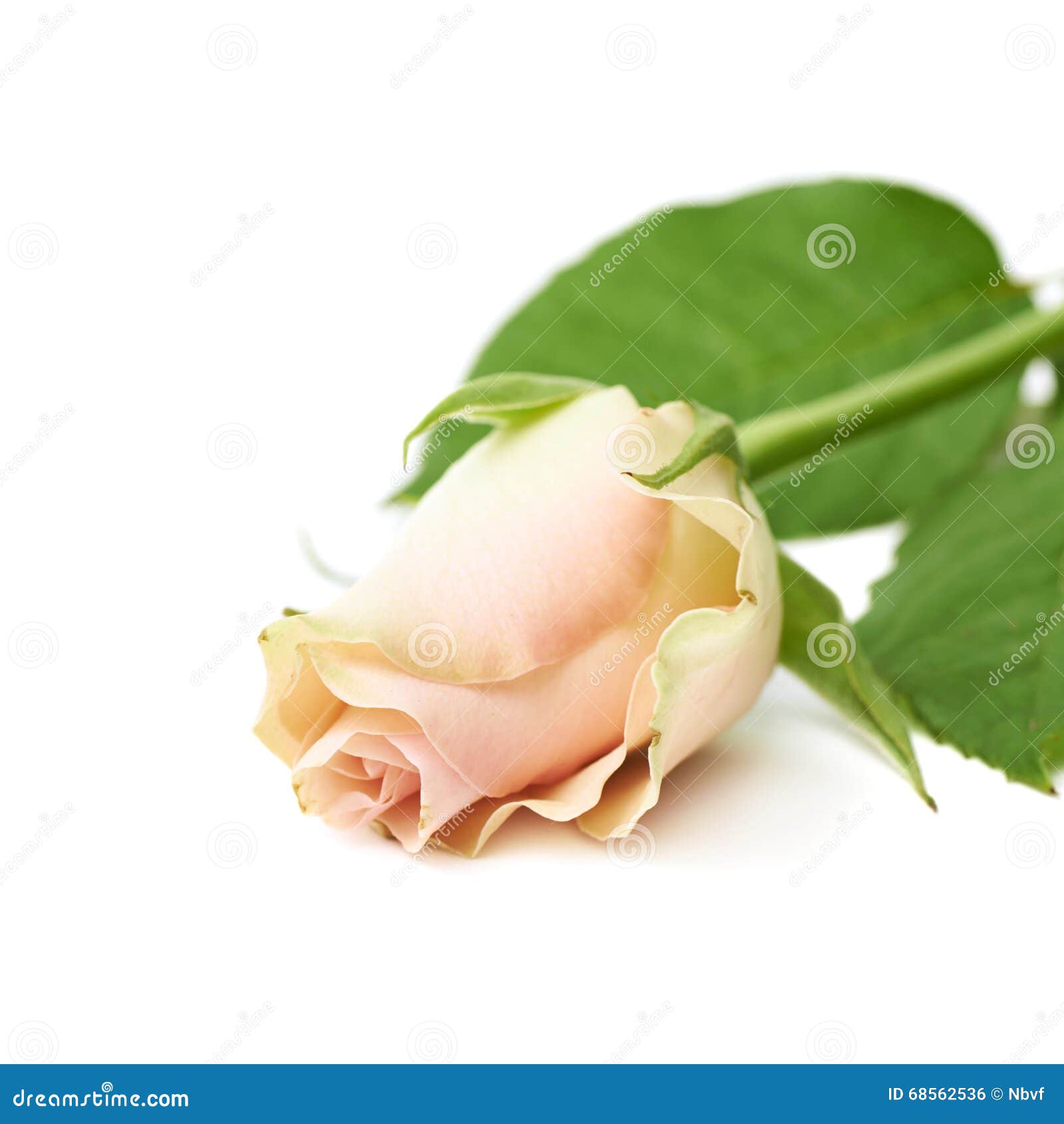 Single white rose isolated stock photo. Image of closeup 68562536