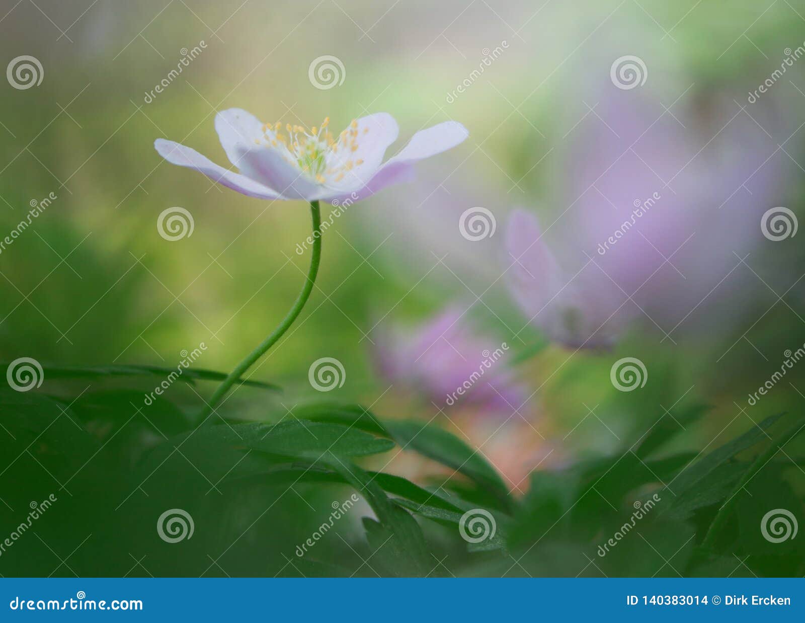 single white wood anemone in pristine dreamy spring forest