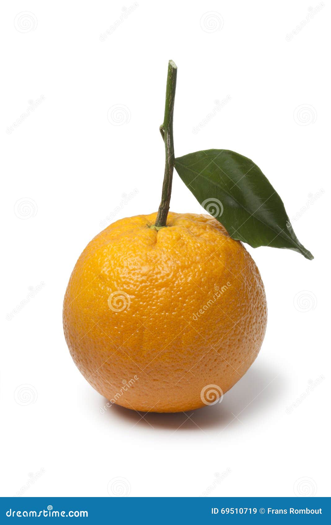 Single Whole Fresh Orange With A Leaf Stock Image Image Of Ripe