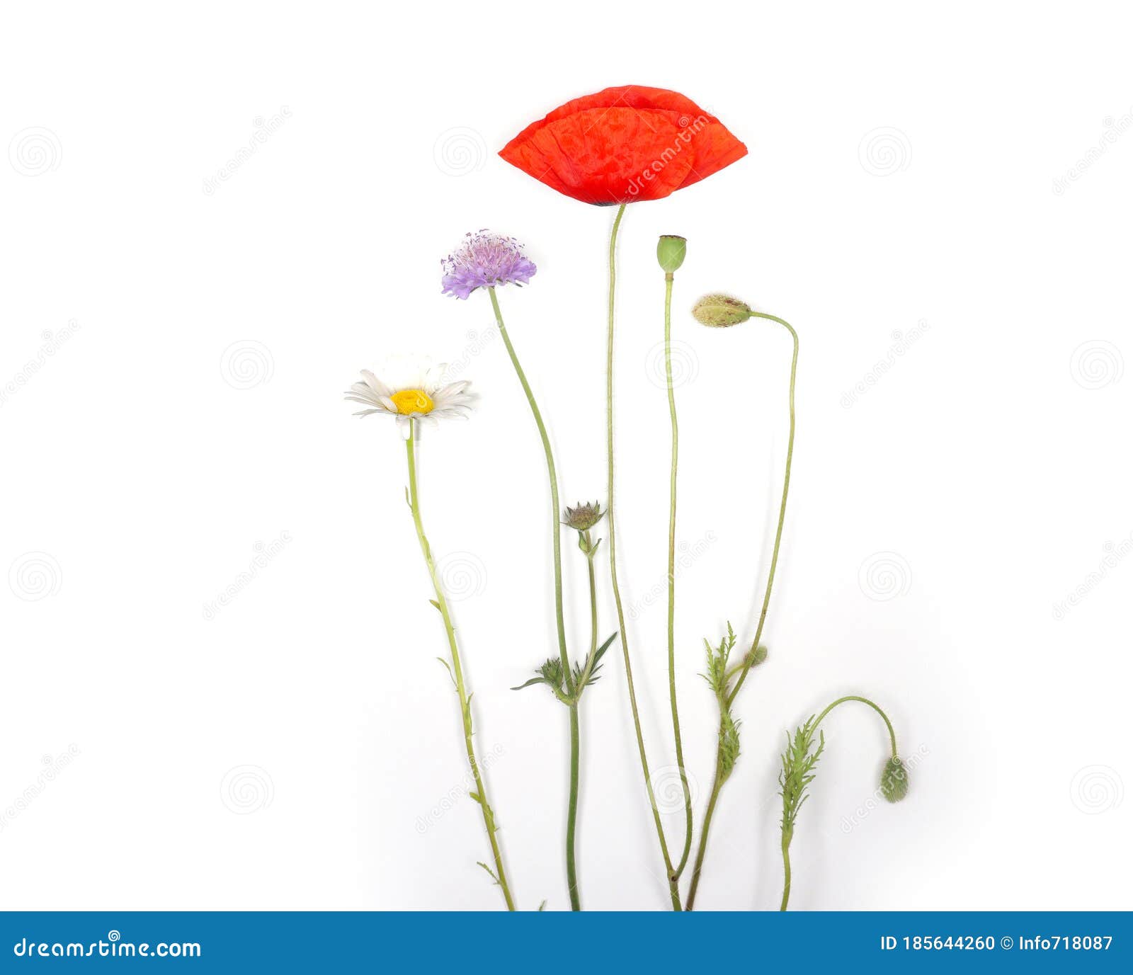 Single Wild Flowers Isolated on White Background, Beautiful Simple Field  Flowers with Copy Space for Your Own Text. Nice for Greet Stock Photo -  Image of garden, fresh: 185644260