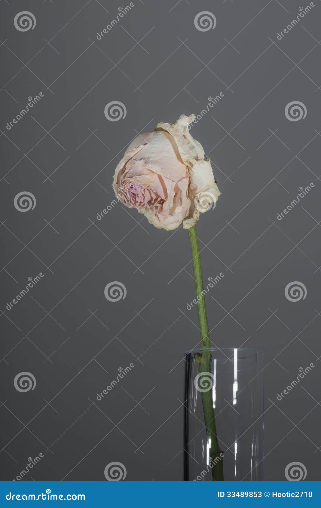 Single Withered Long-stemmed Pink Rose Stock Image - Image of
