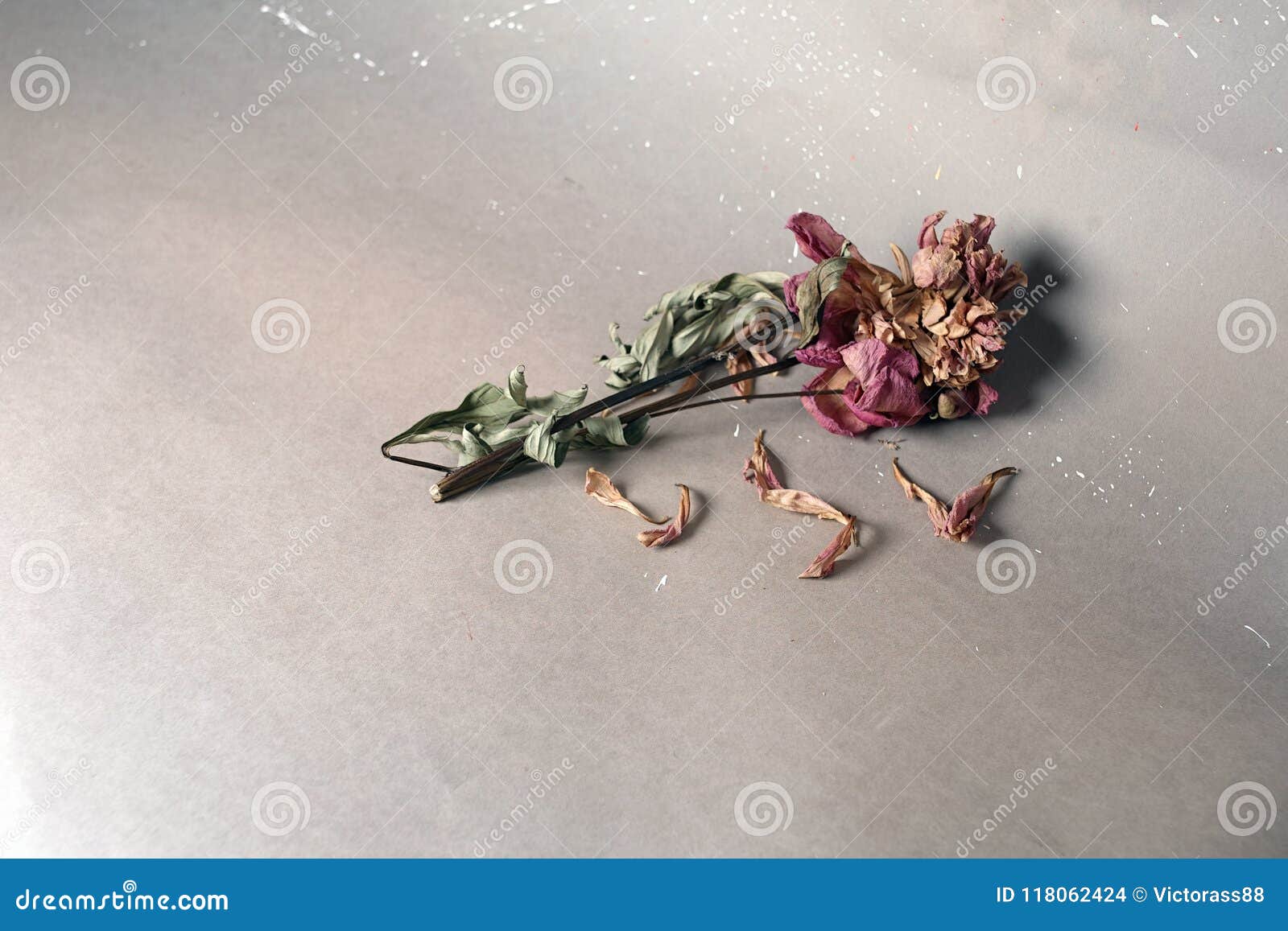 Single Withered Rose stock photo. Image of studio, leaves - 118062424