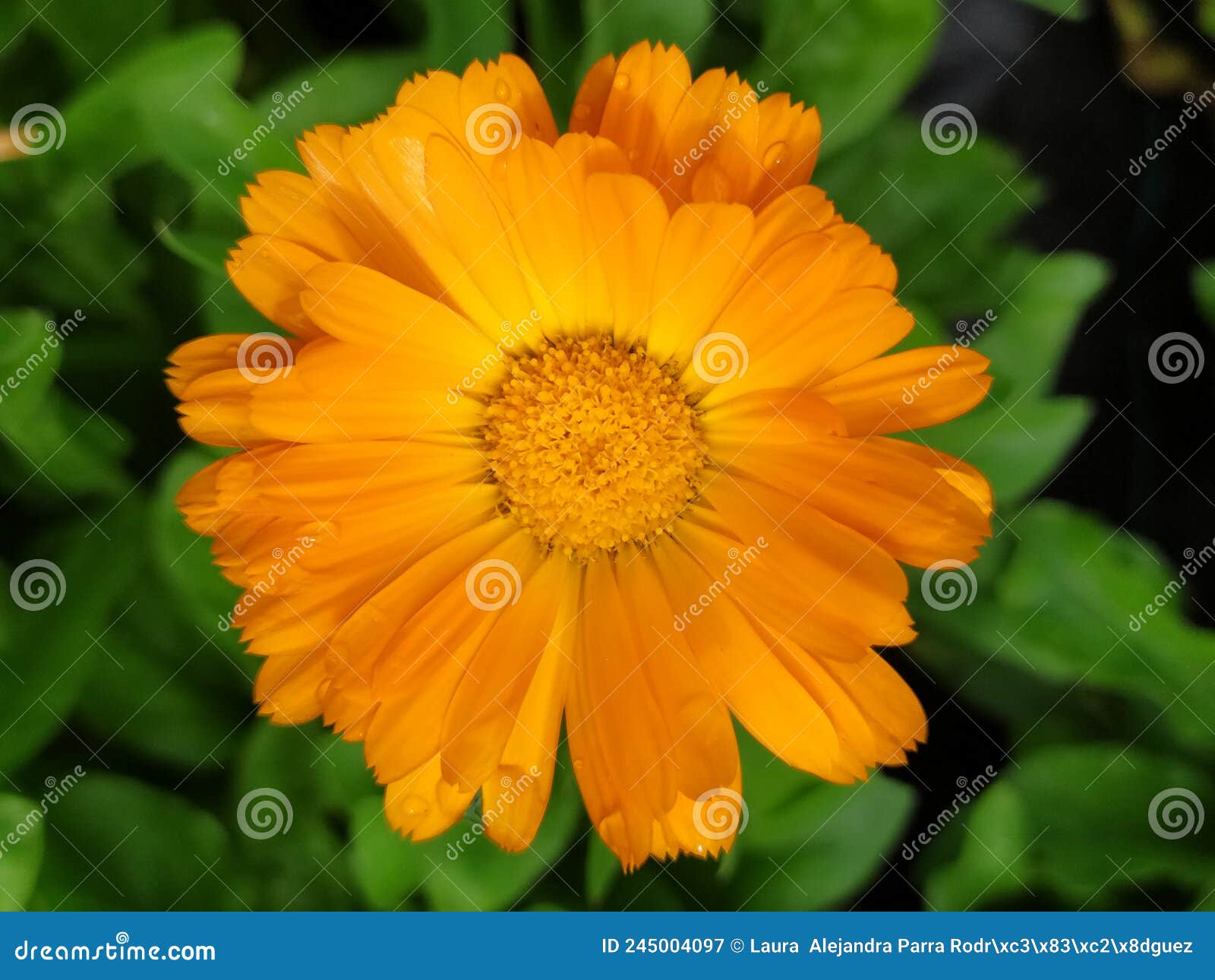 a single yellow cosmo flower in the sun in the middle of the garden. una sola flor de cosmo amarilla en el jardÃÂ­n..