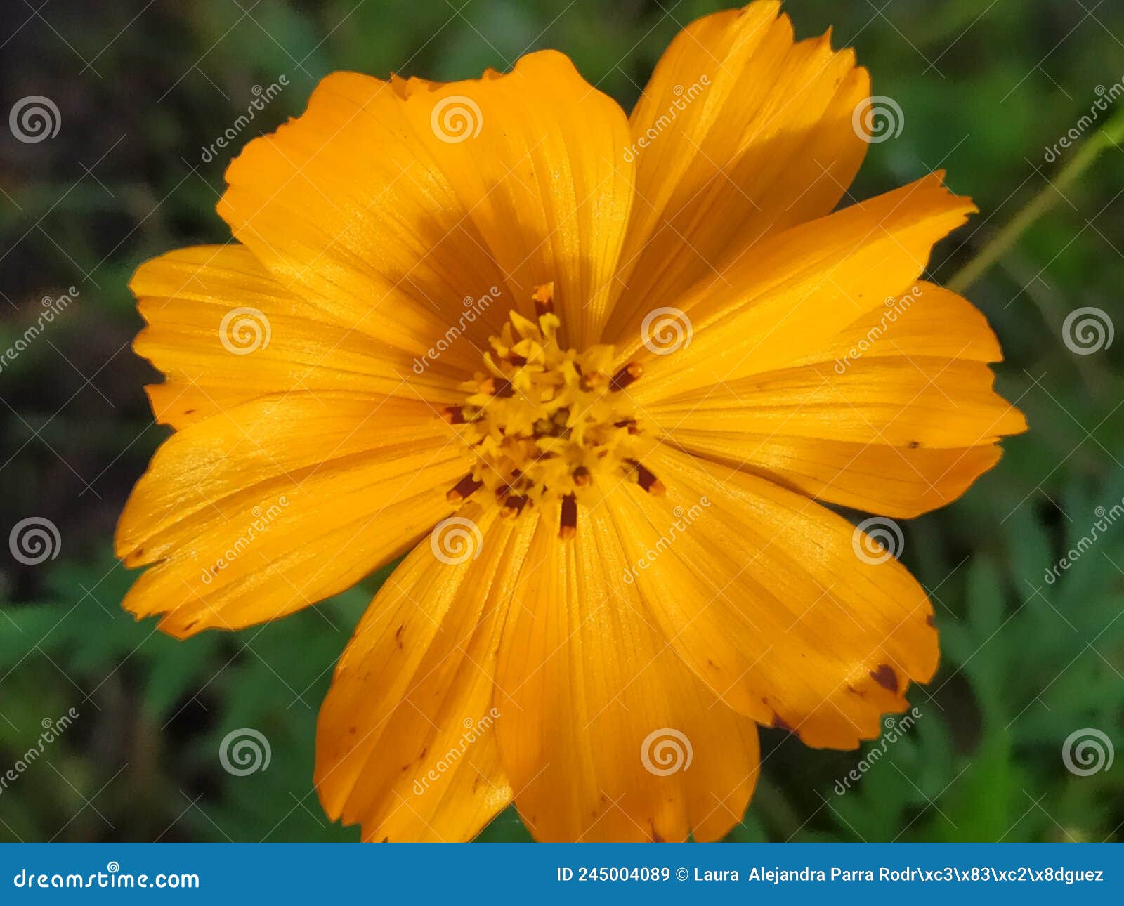 a single yellow cosmo flower in the sun in the middle of the garden. una sola flor de cosmo amarilla en el jardÃÂ­n..