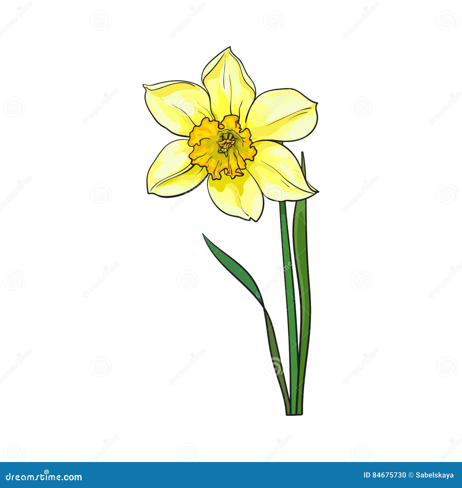 Single Yellow Daffodil, Narcissus Spring Flower with Stem and Leaves ...