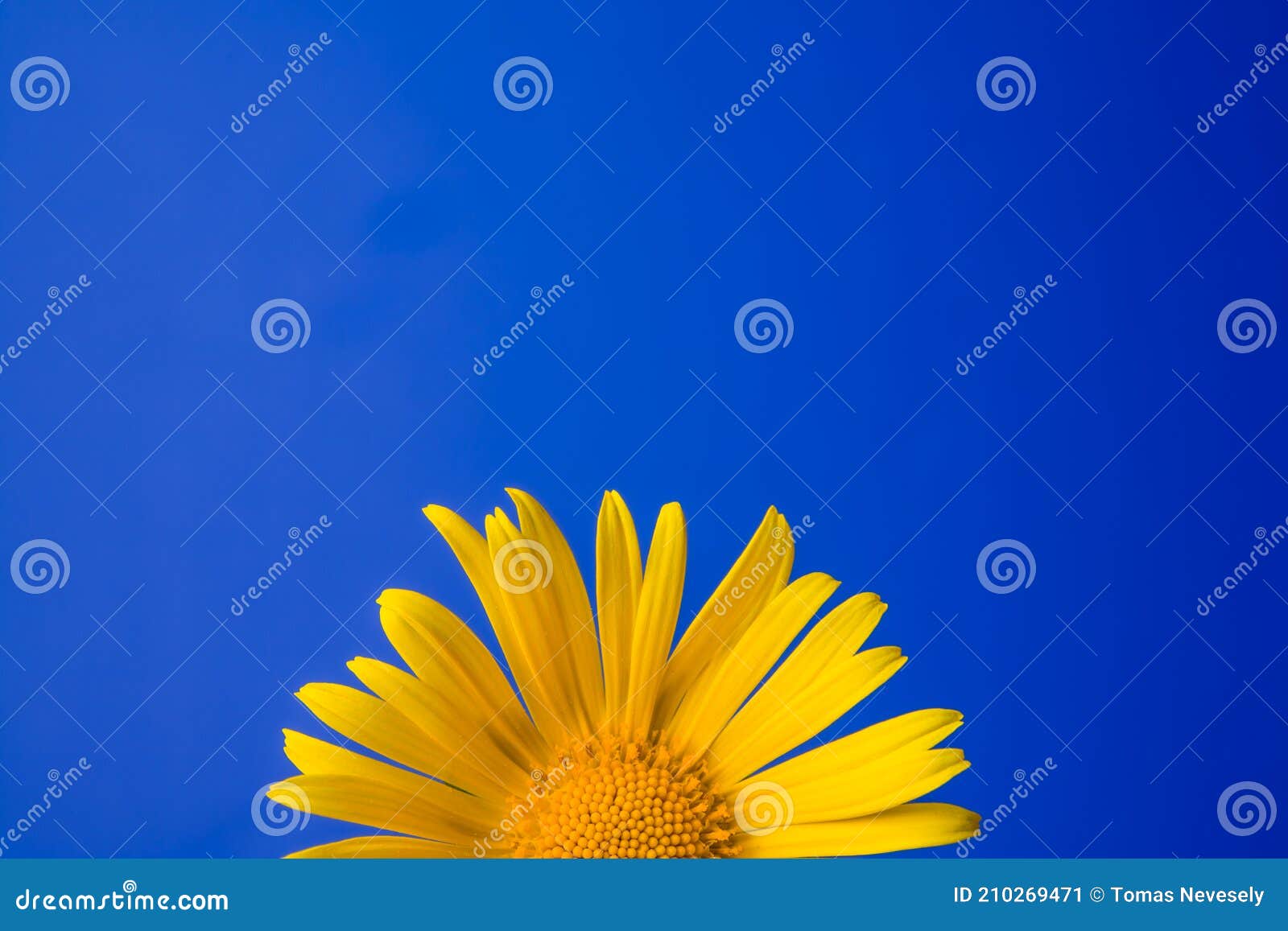 Single Yellow Flower on a Blue Background Stock Image Image of