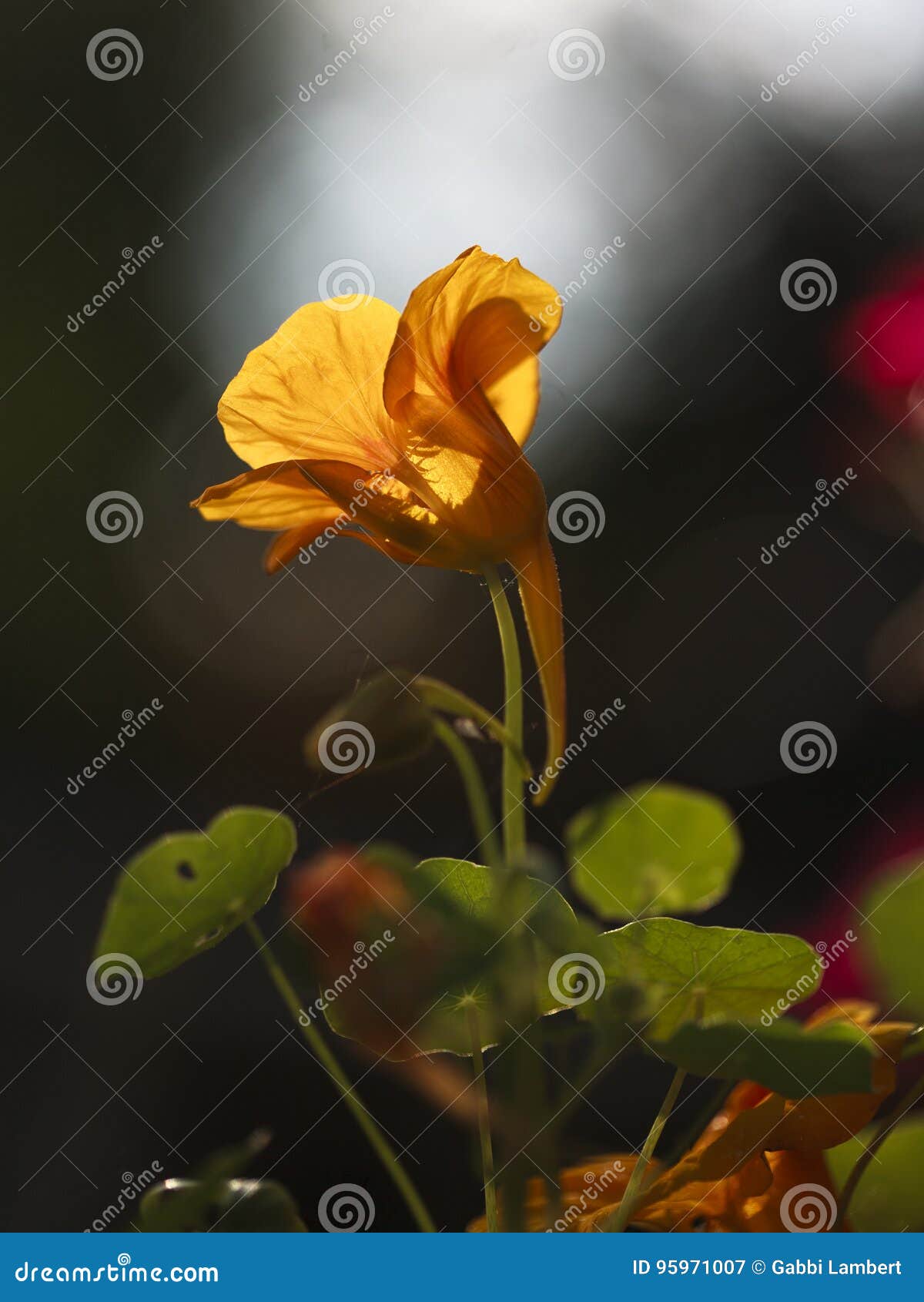 a single yellow nasturtium, singing in the evening light.