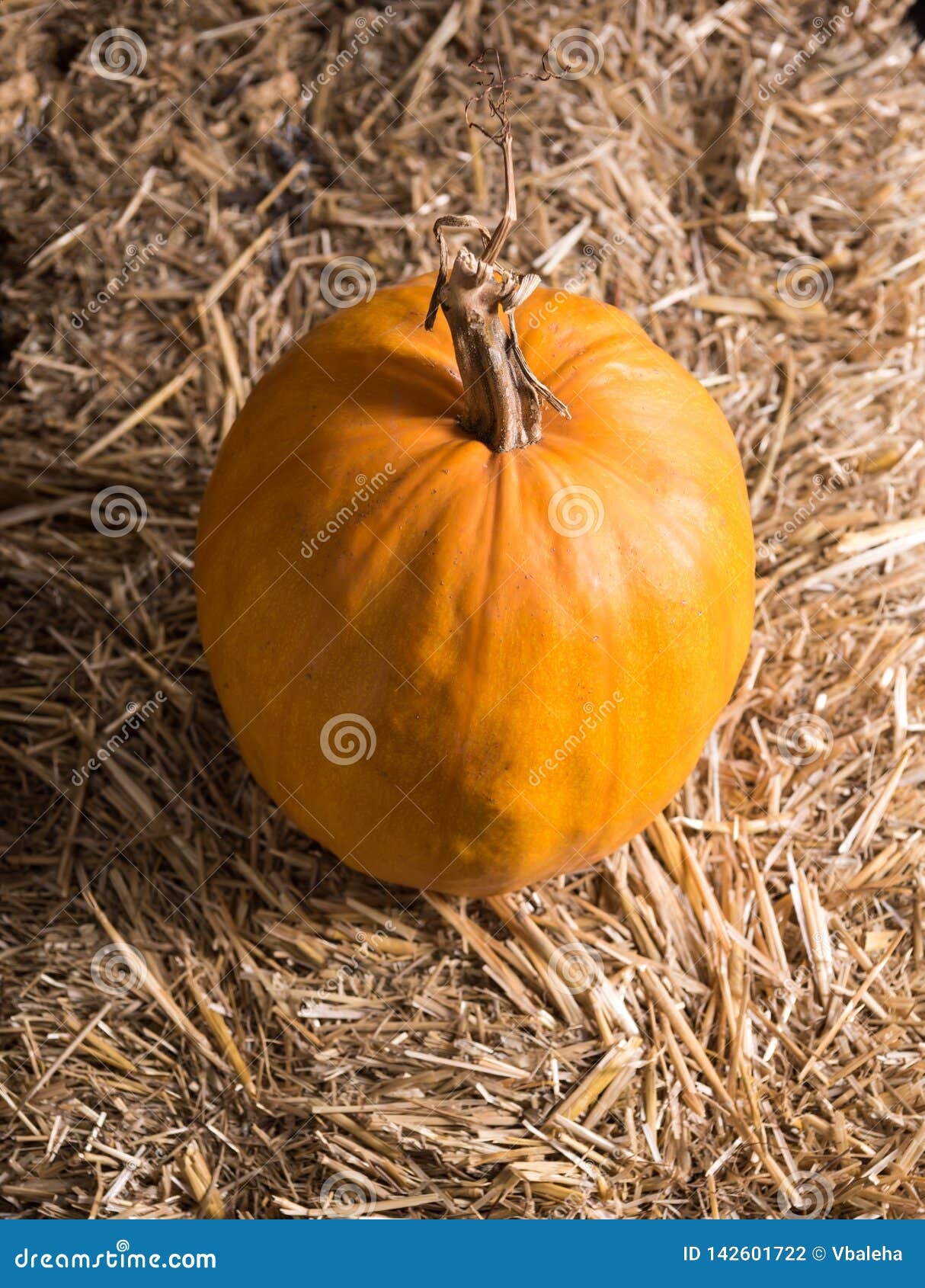 Single Yellow Pumpkin on Hay Stock Photo Image of pumpkin, autumn