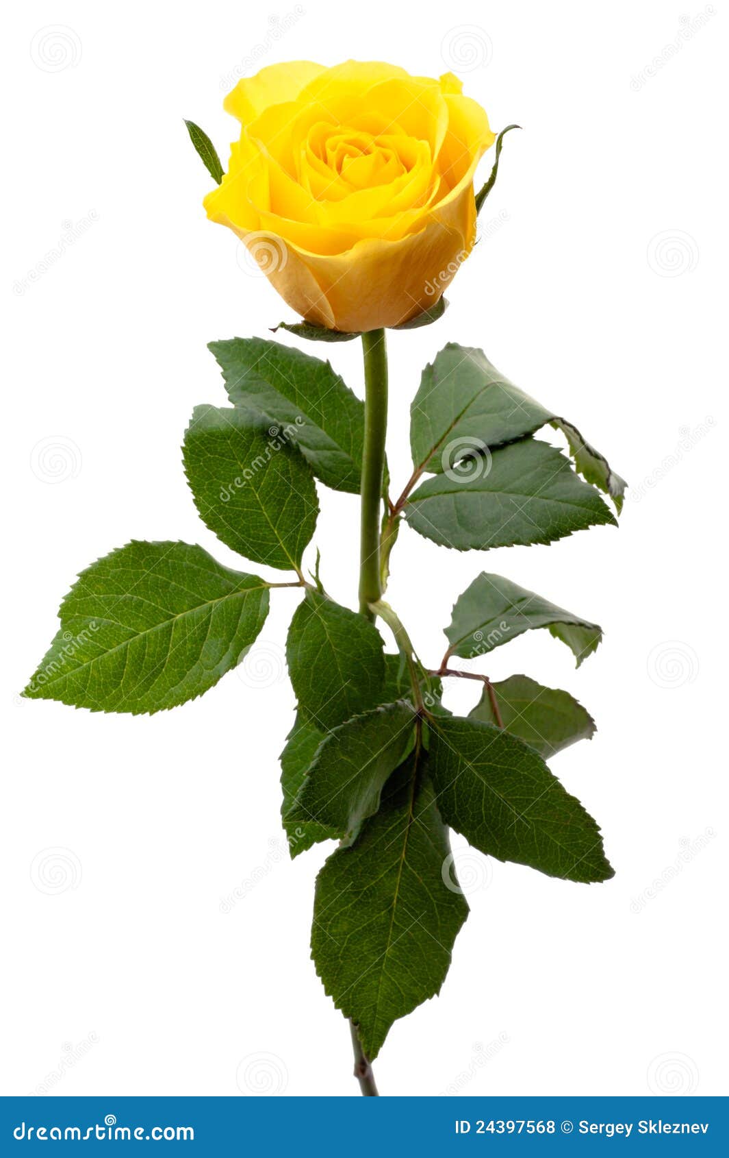 clipart rose jaune - photo #23