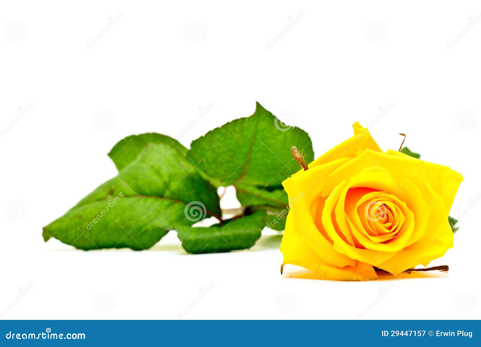 Single Yellow Rose on White Background Stock Image Image of flower