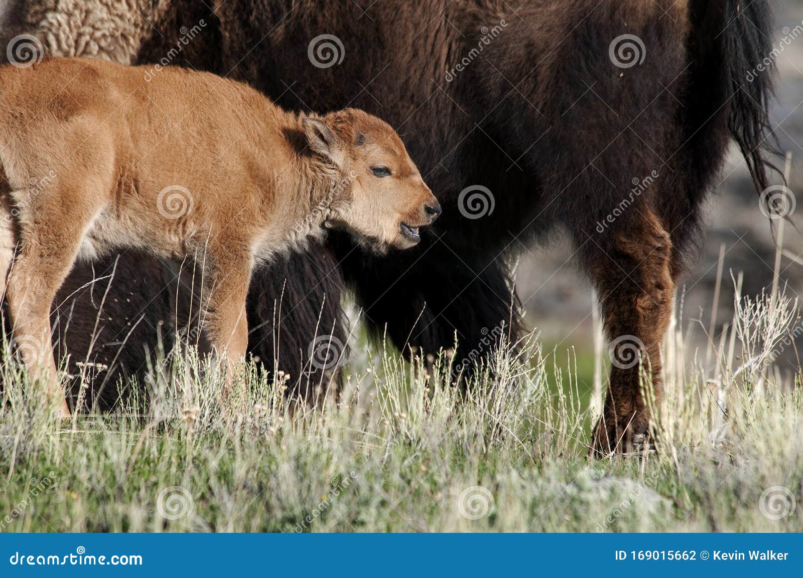 5,563 Buffalo Calf Photos - & Royalty-Free Stock Photos from Dreamstime