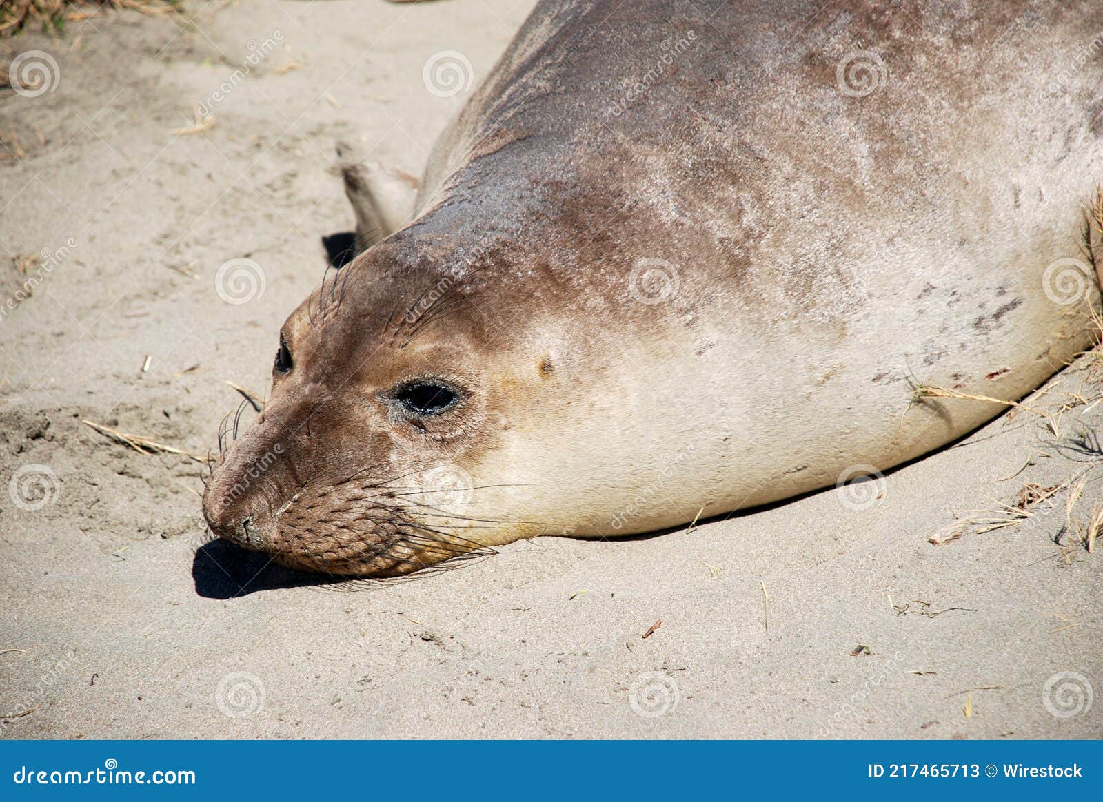 single young seal laying on beach