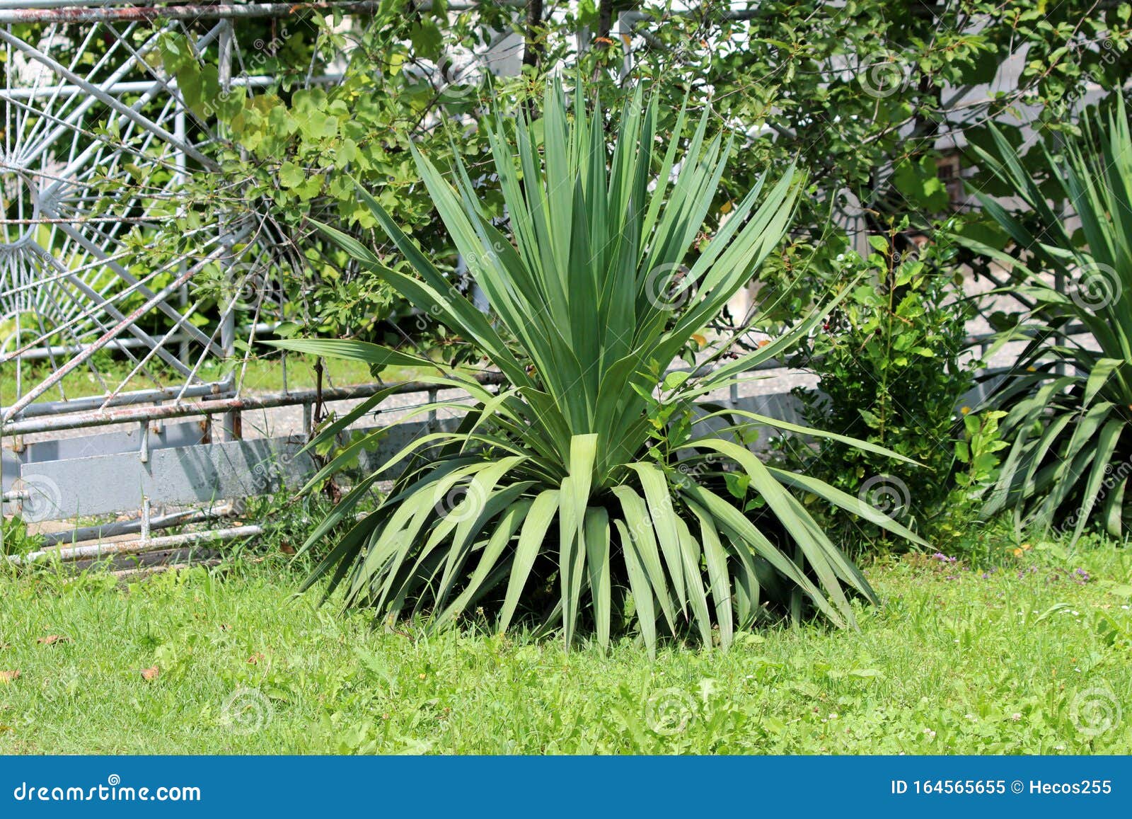 Single Yucca Perennial Tree Plant With Long Evergreen Tough Sword Single Yucca Perennial Tree Plant With Long Evergreen Tough Sword