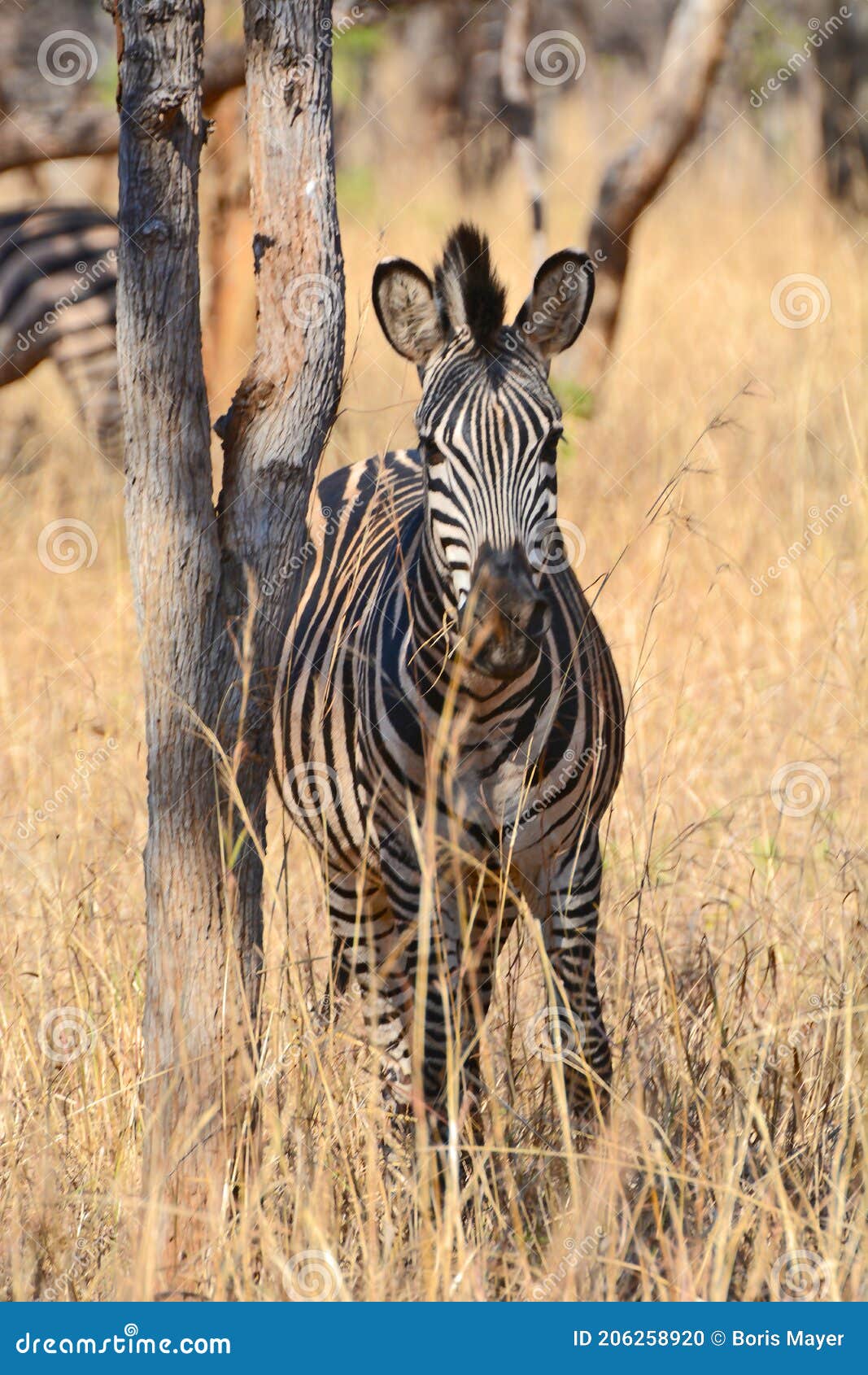 A Single Zebra at the Conservation Park of Lilayi Lodge in Zambia Stock  Photo - Image of single, hippotigris: 206258920