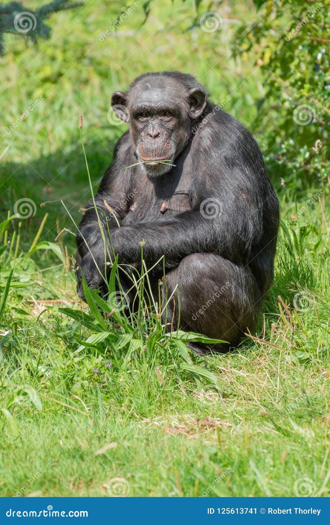 chimpanzee diet in captivity live food chimpanzee diet in captivity live food