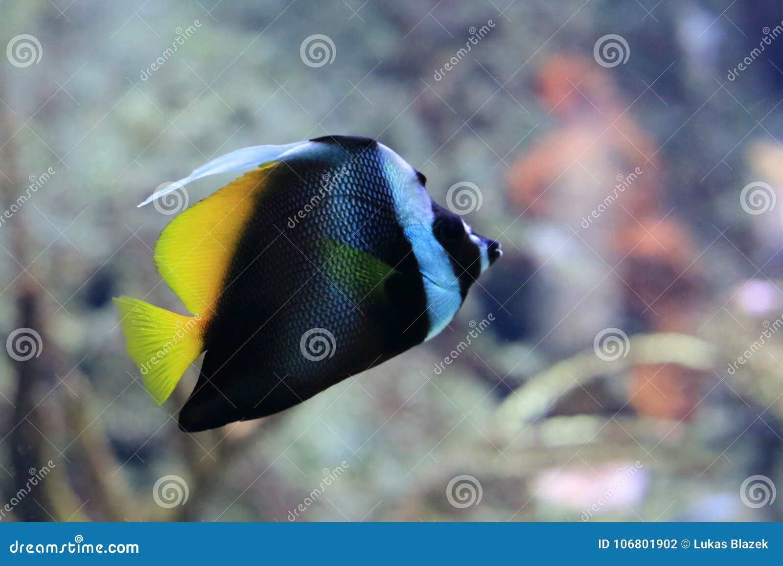 singular bannerfish