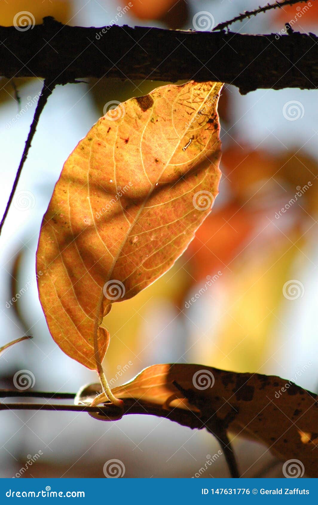 singular gold leaf in autumn in the adirondack mountains