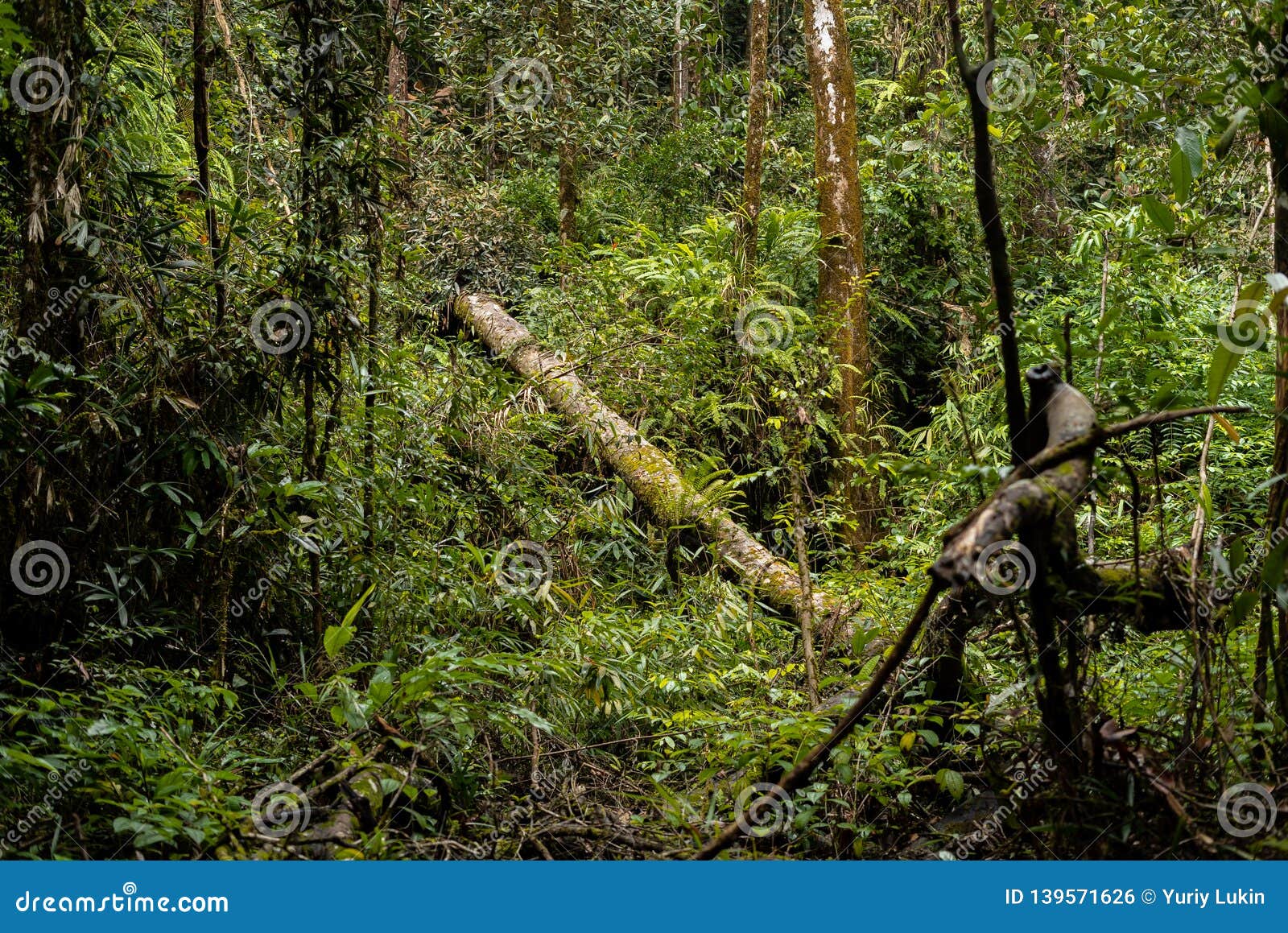 Perigo na Selva