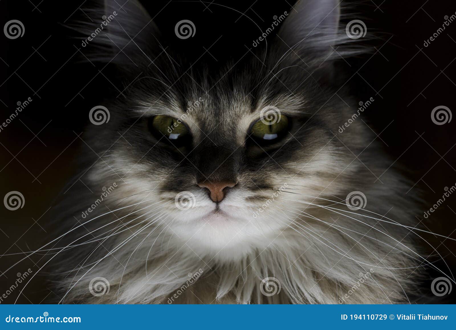Sinistere Portret Van Een Kattenzuster Kattenoog Stock Afbeelding - Image  Of Sinister, Macro: 194110729