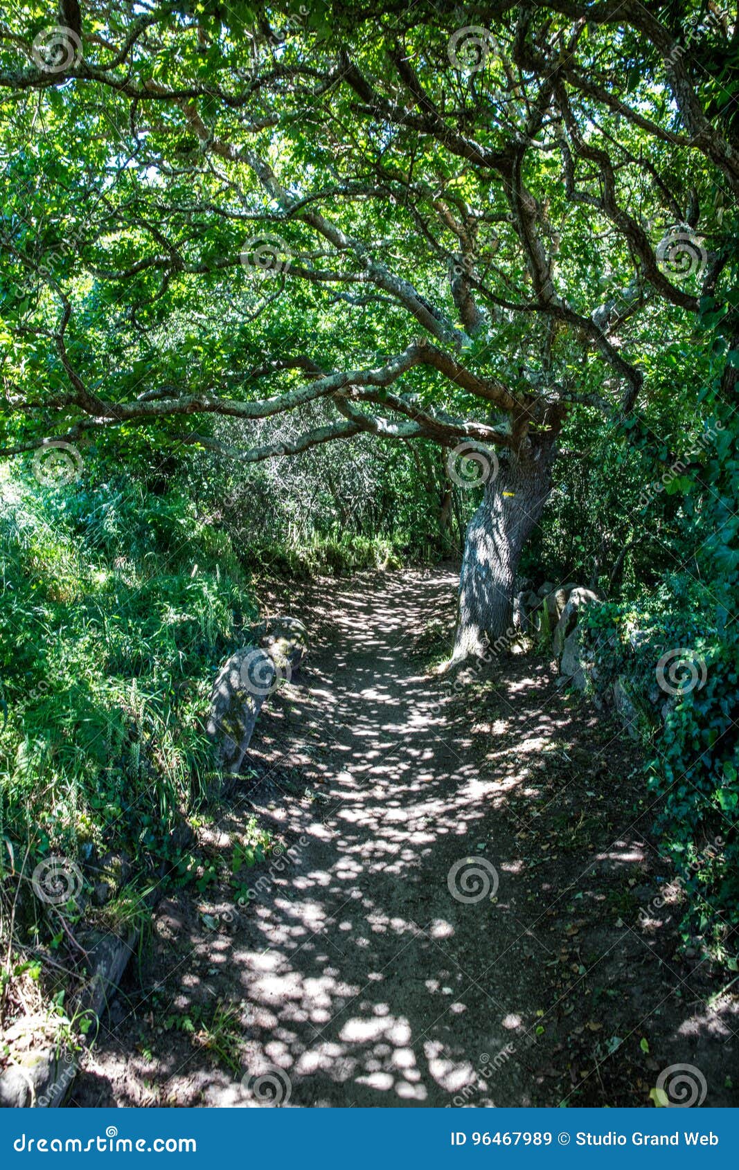 sinuous shaded path under green foliage and tortuous branches