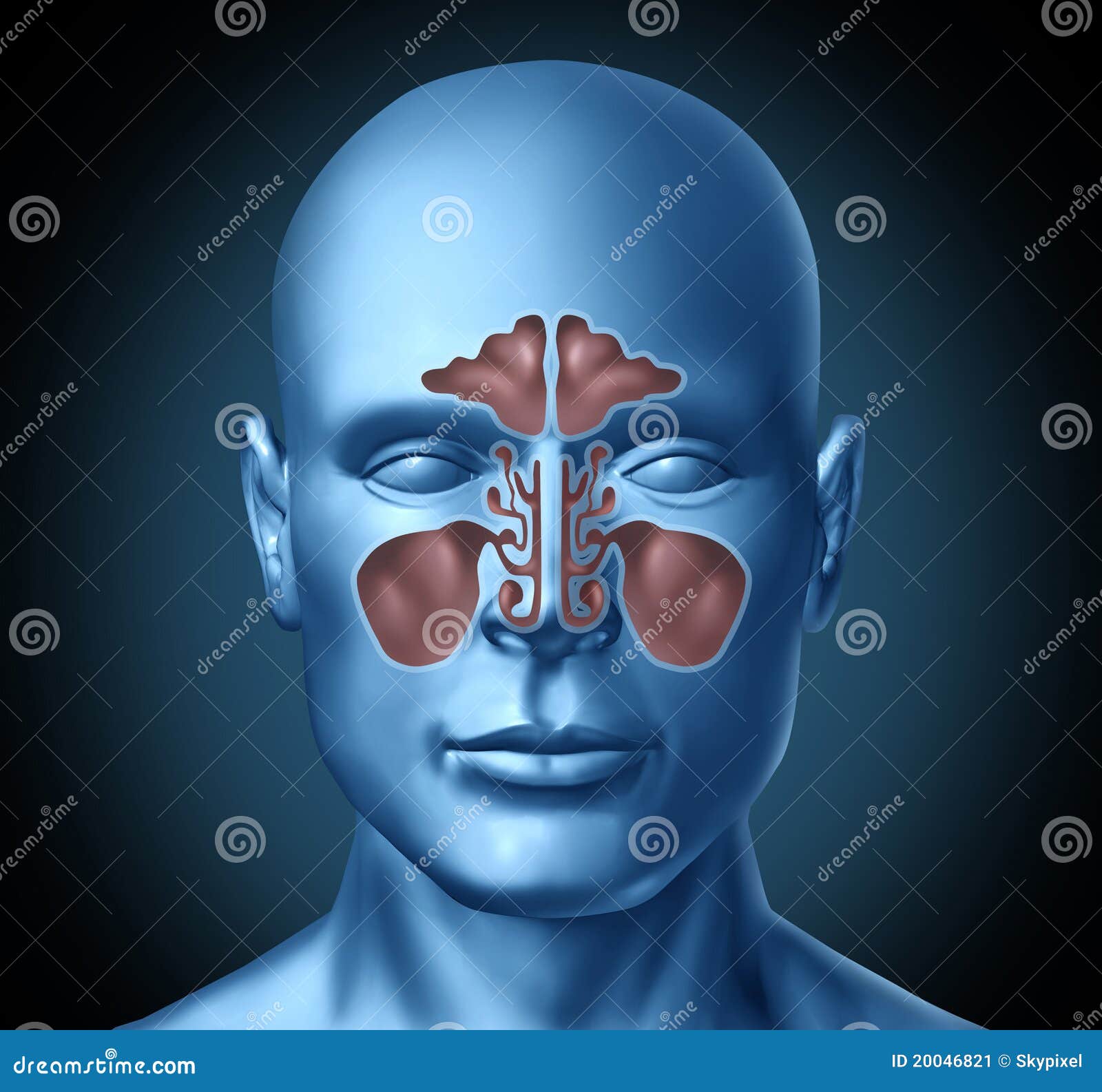 Sinus Human Nasal Cavity with Human Head Stock Illustration ... Biology Diagrams