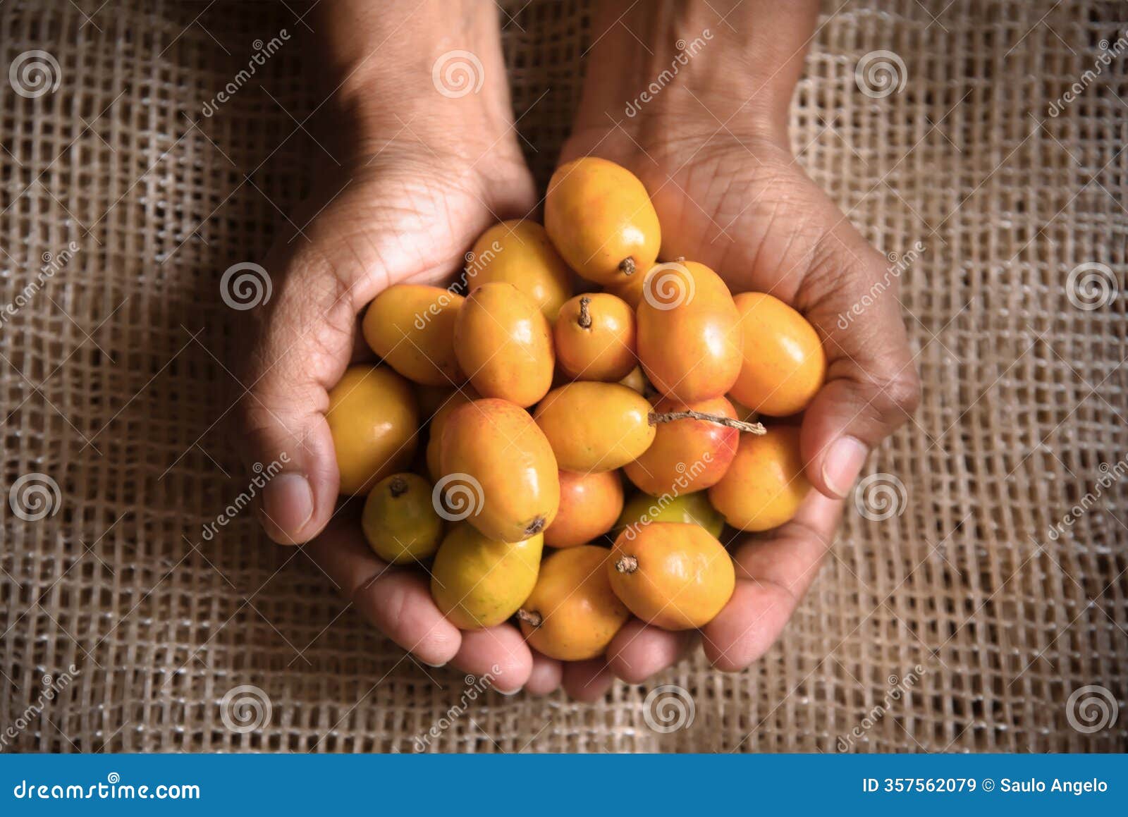 siriguela or ceriguela fruit. hands holding seriguela fruit on a rustic surface.