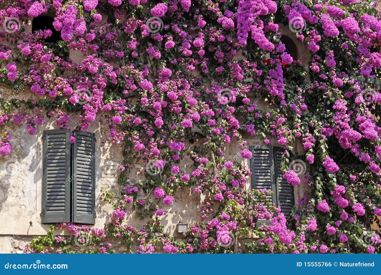 sirmione, italian house with bougainvillea