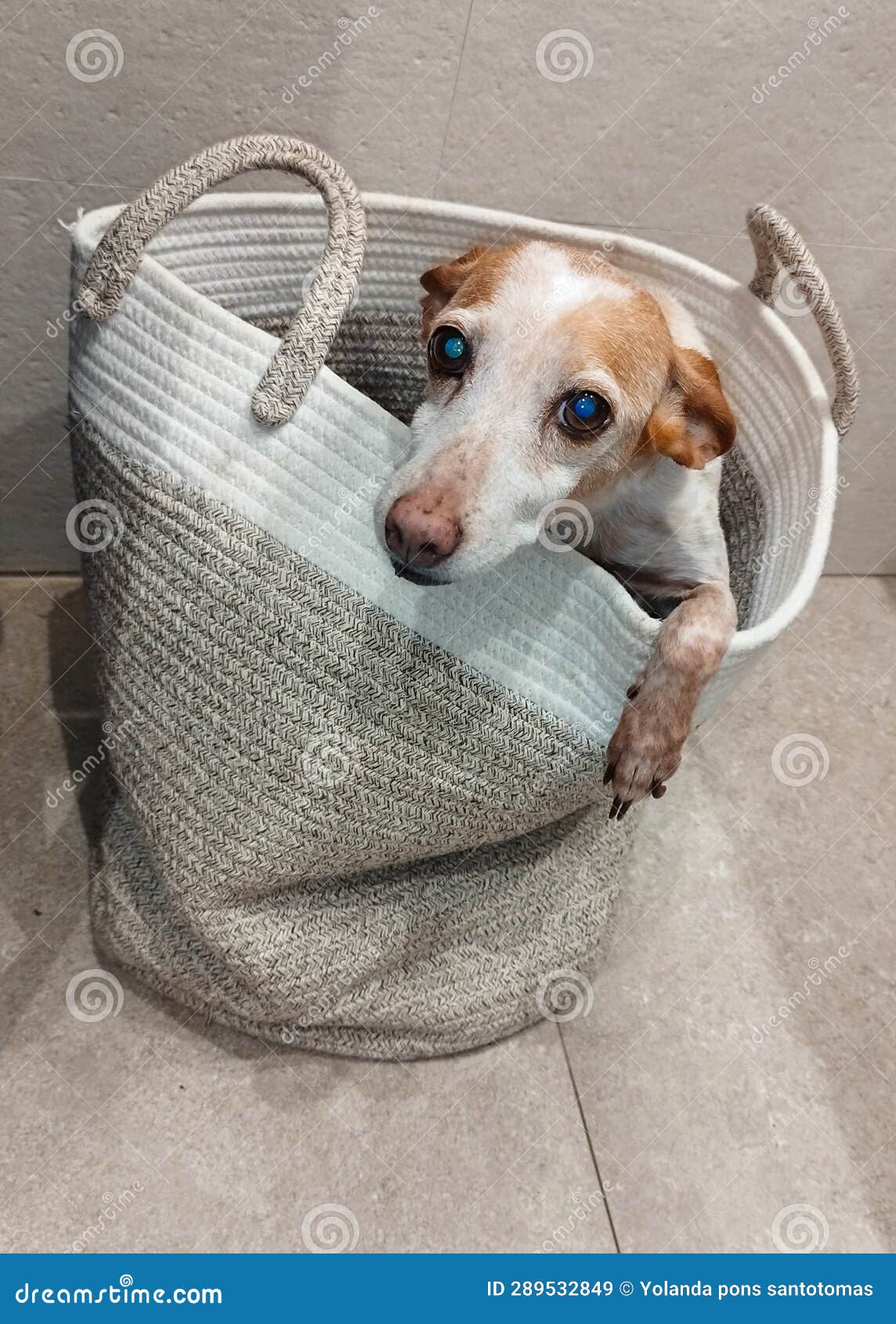 Sirrendered Dog Getting into the Laundry Basket Stock Image Image of cute, pets 289532849