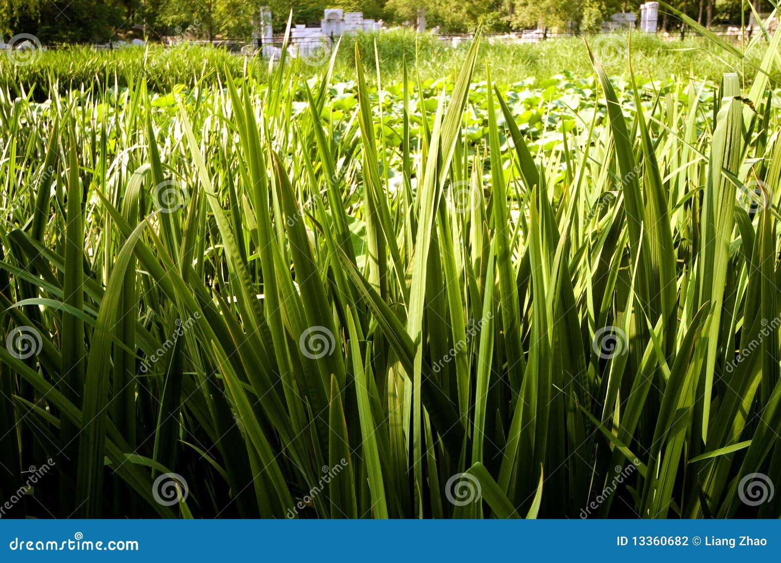 Sisal stock photo. Image of sisal, garden, leaf, plants 13360682