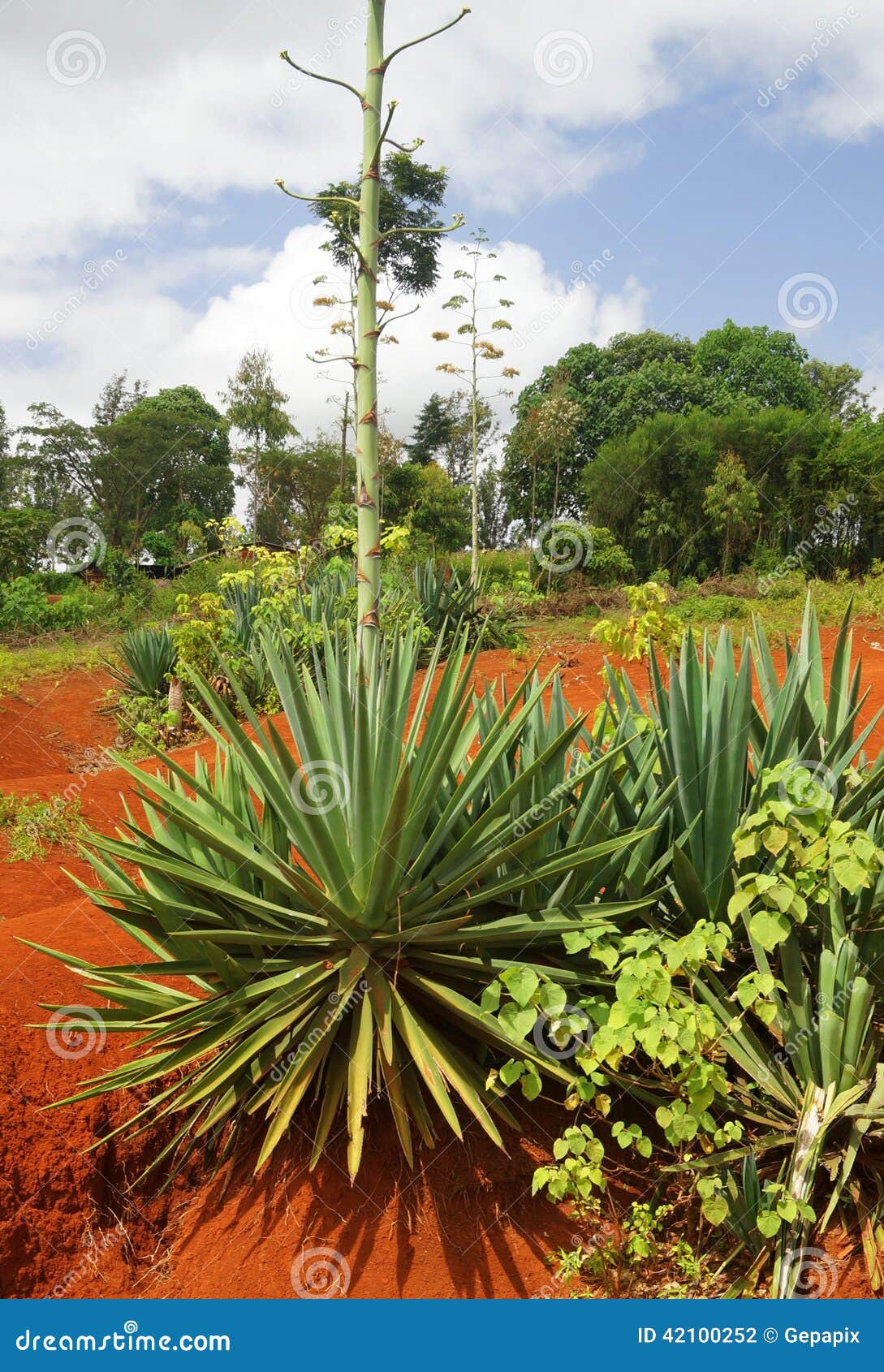 Sisal Plant stock photo. Image of fiber, tanzania, twine - 42100252