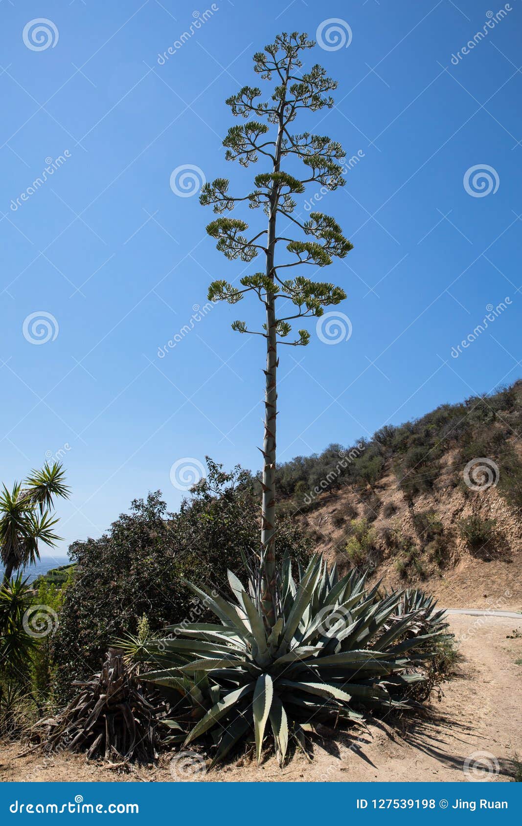 Sisal flowering stock photo. Image of helan, ninxia 127539198